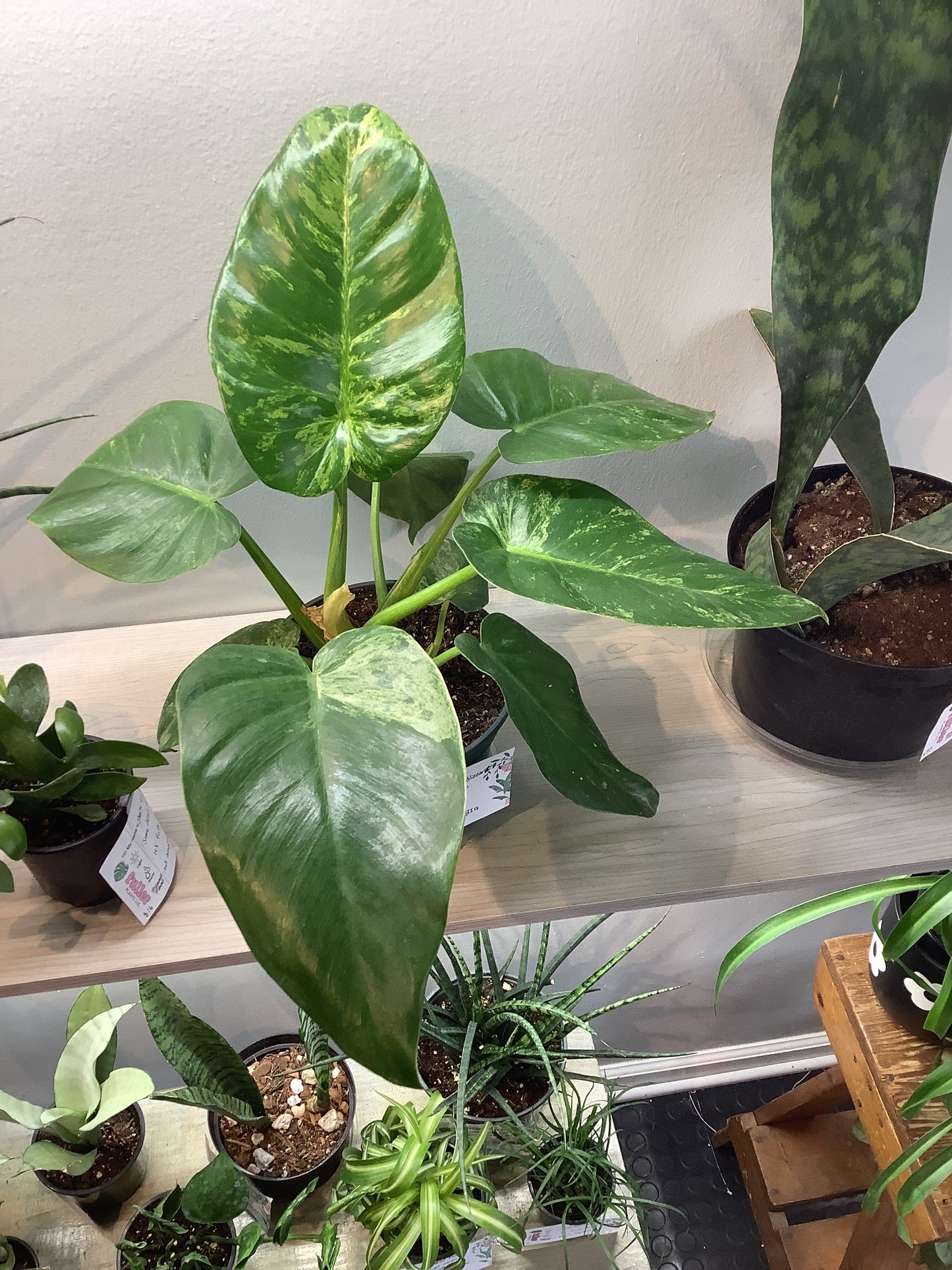 Philodendron giganteum “blizzard”