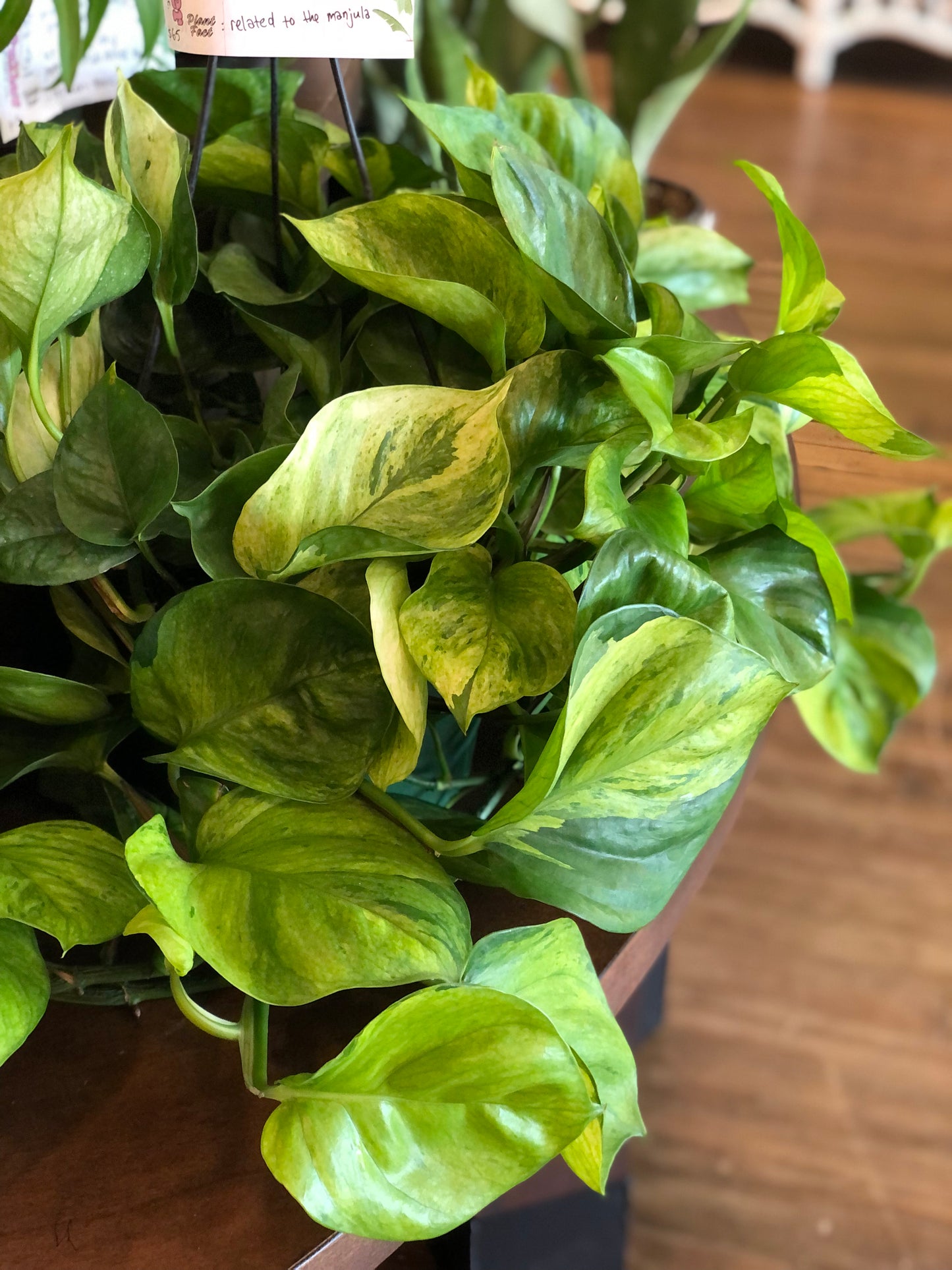 Guacamole pothos