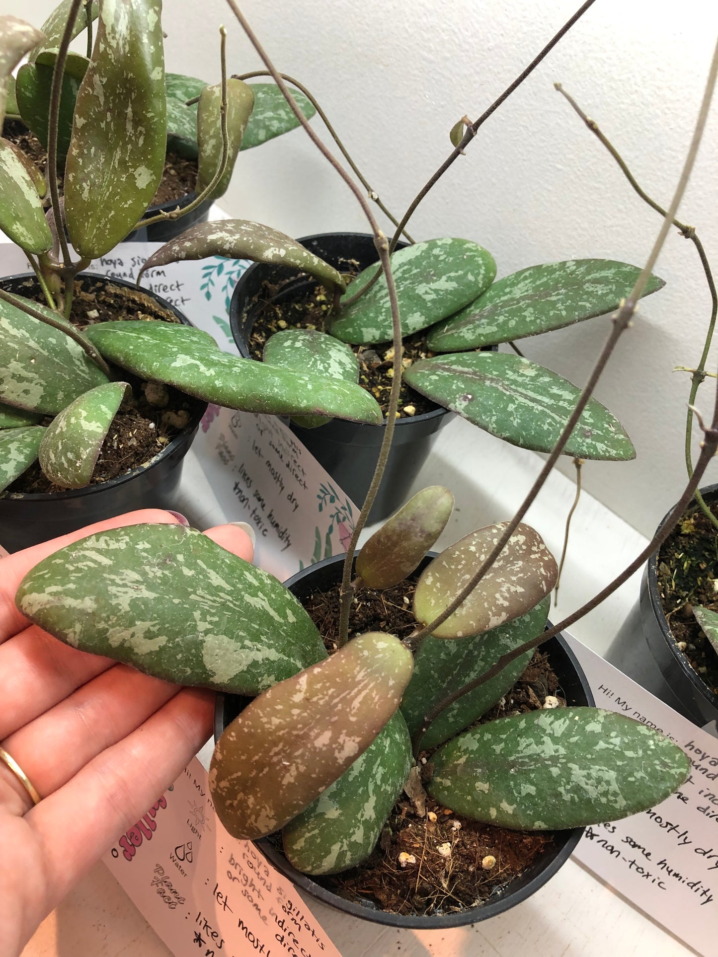 Hoya sigillatis round form