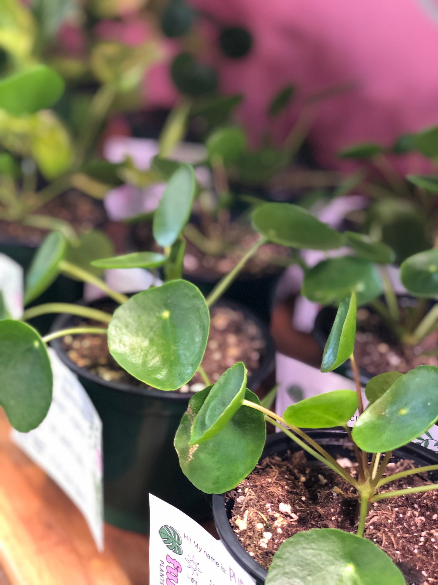 Pilea peperomioides