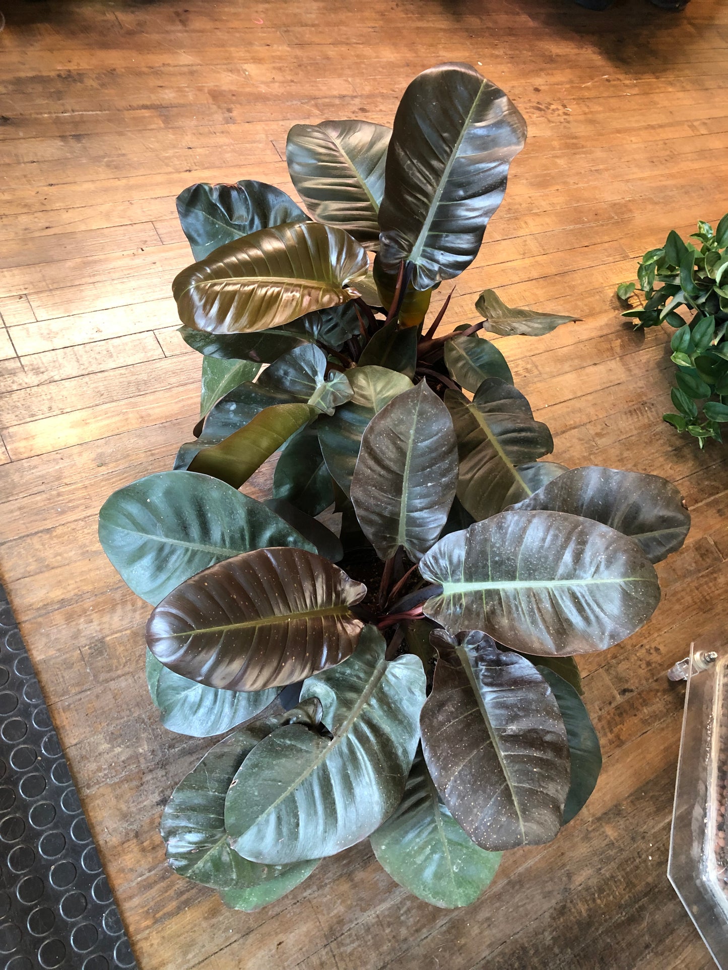 Black cardinal philodendron