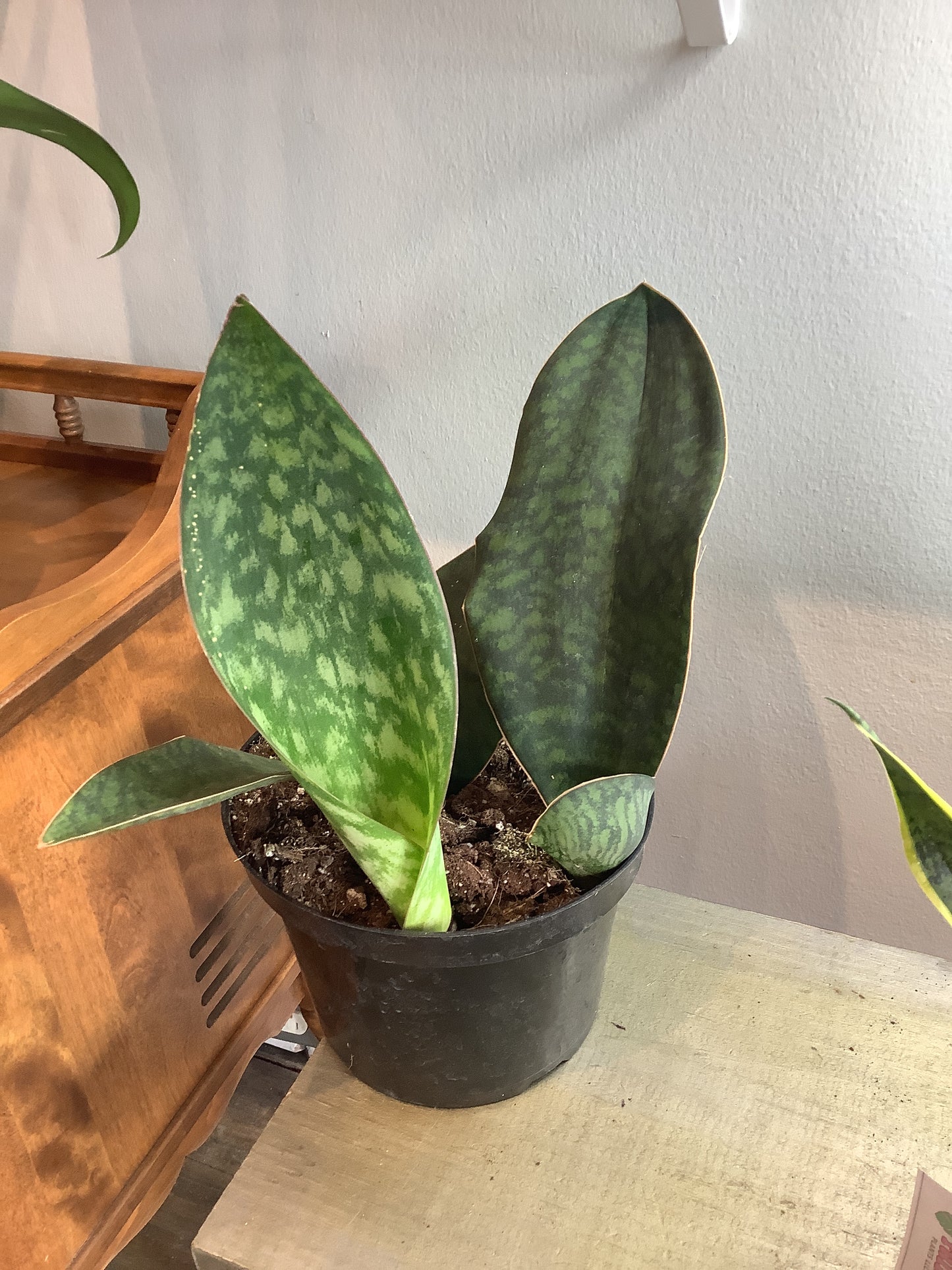 Whale fin snake plant