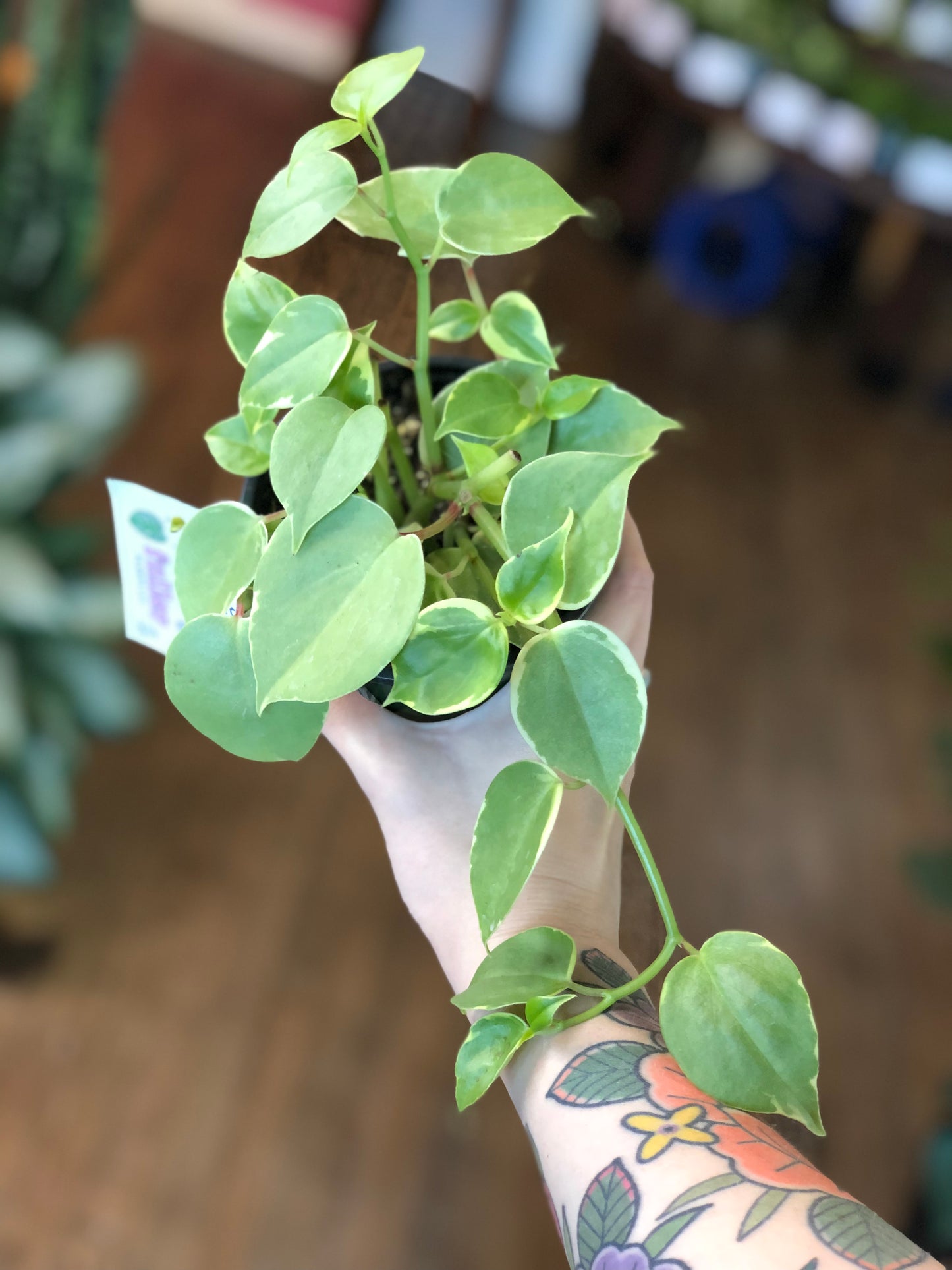 Variegated Cupid peperomia