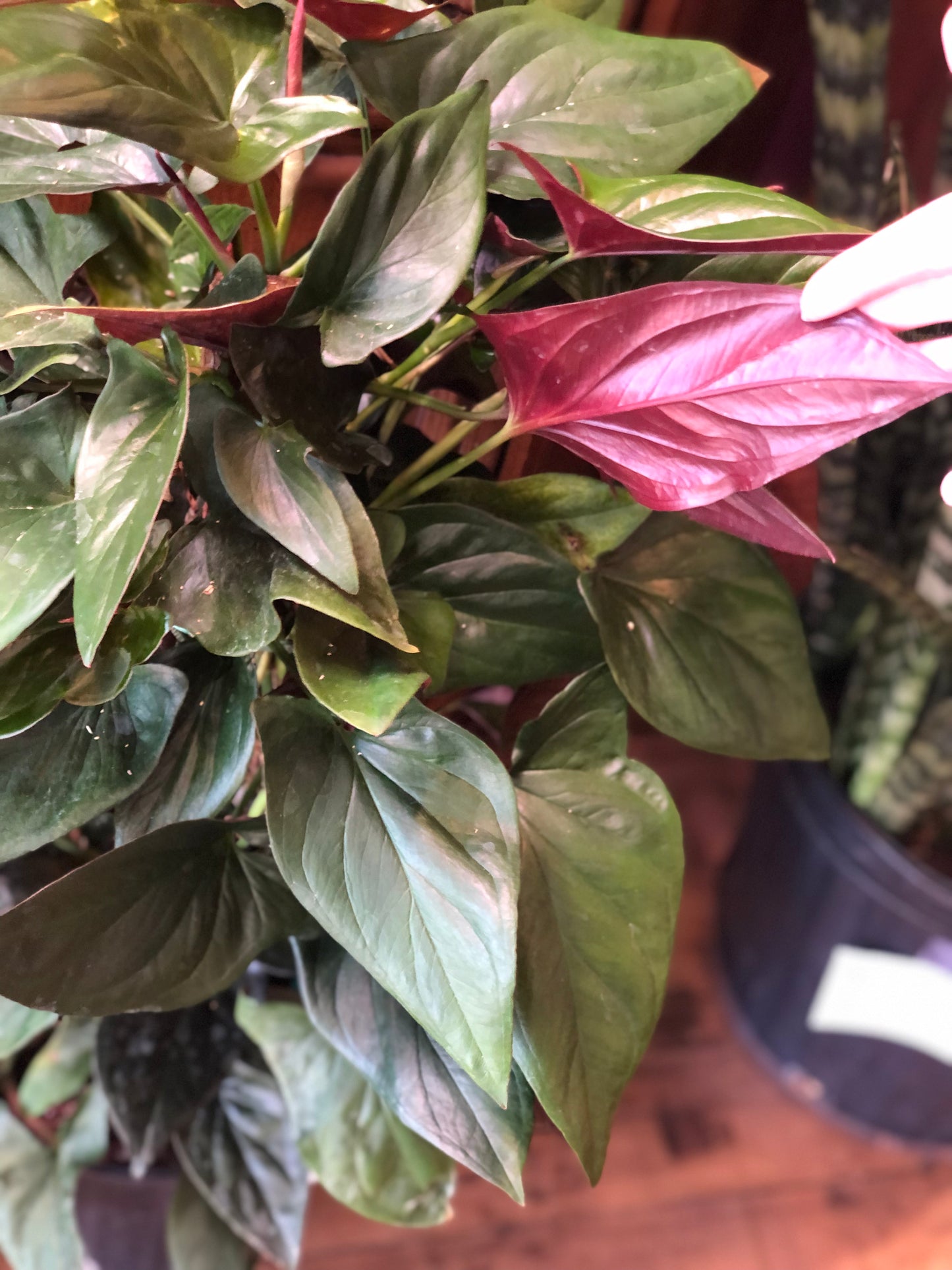 Syngonium “red arrow” on wood plank
