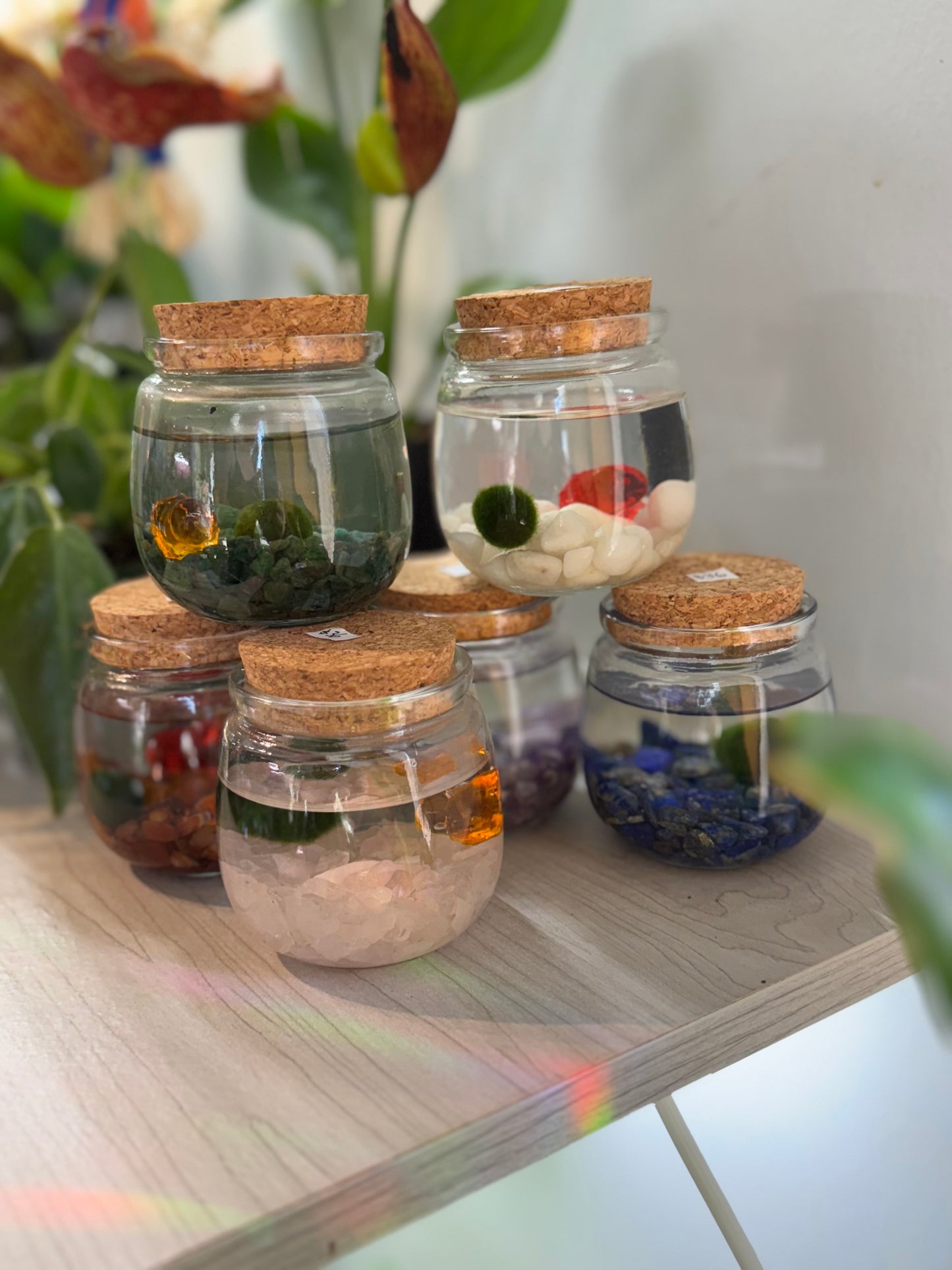 Moss ball ‘chico’