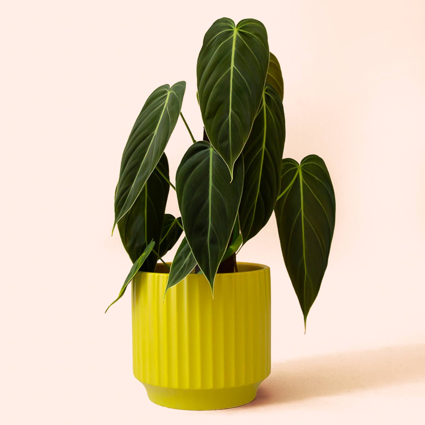 Matte yellow planter