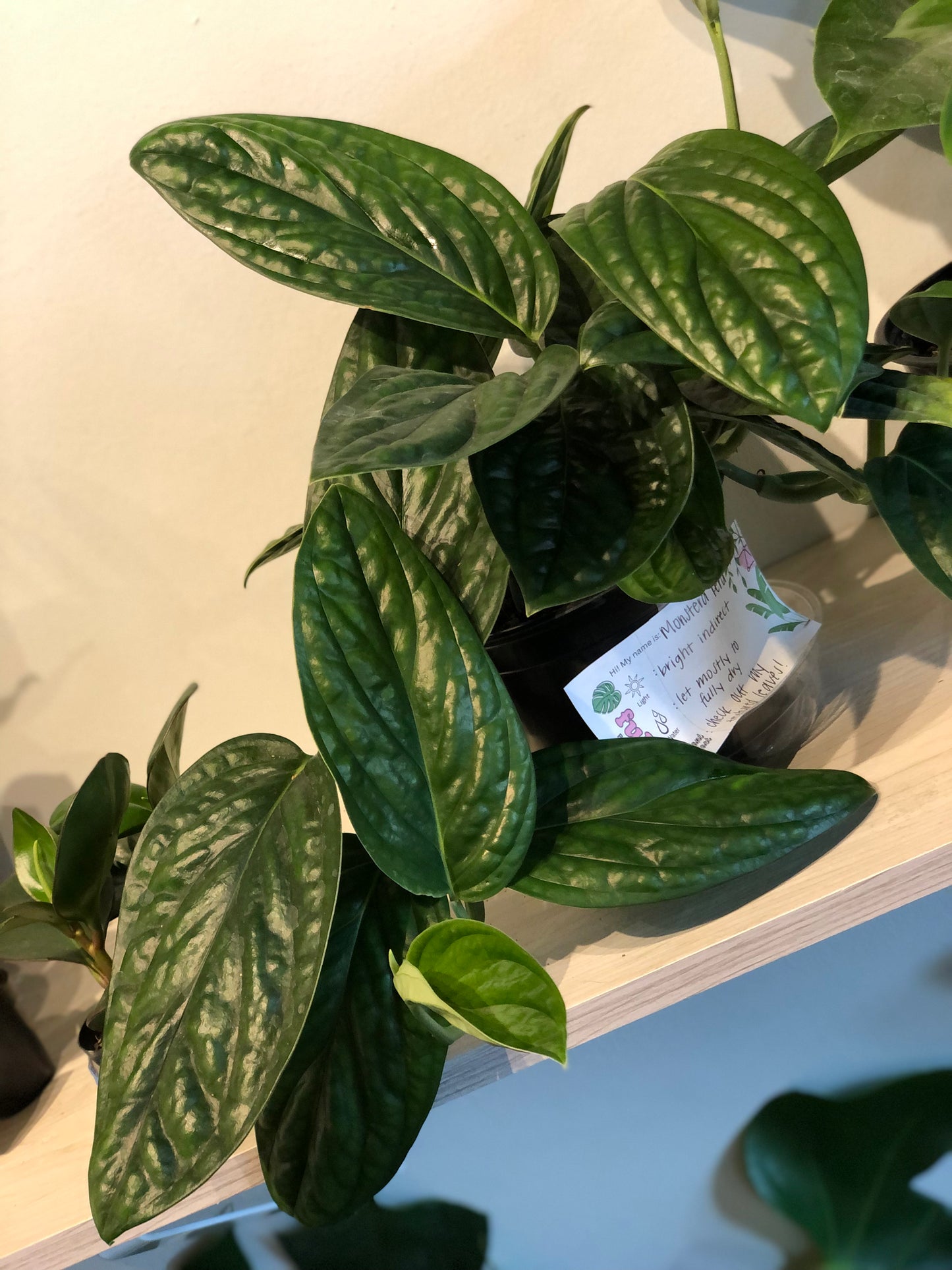 Monstera Peru