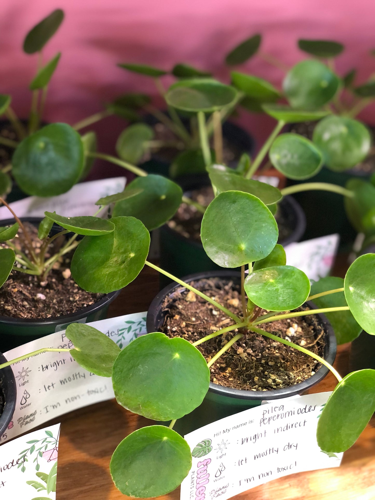 Pilea peperomioides