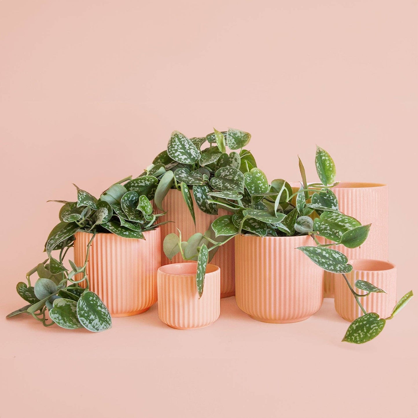 Petal Pink Planter