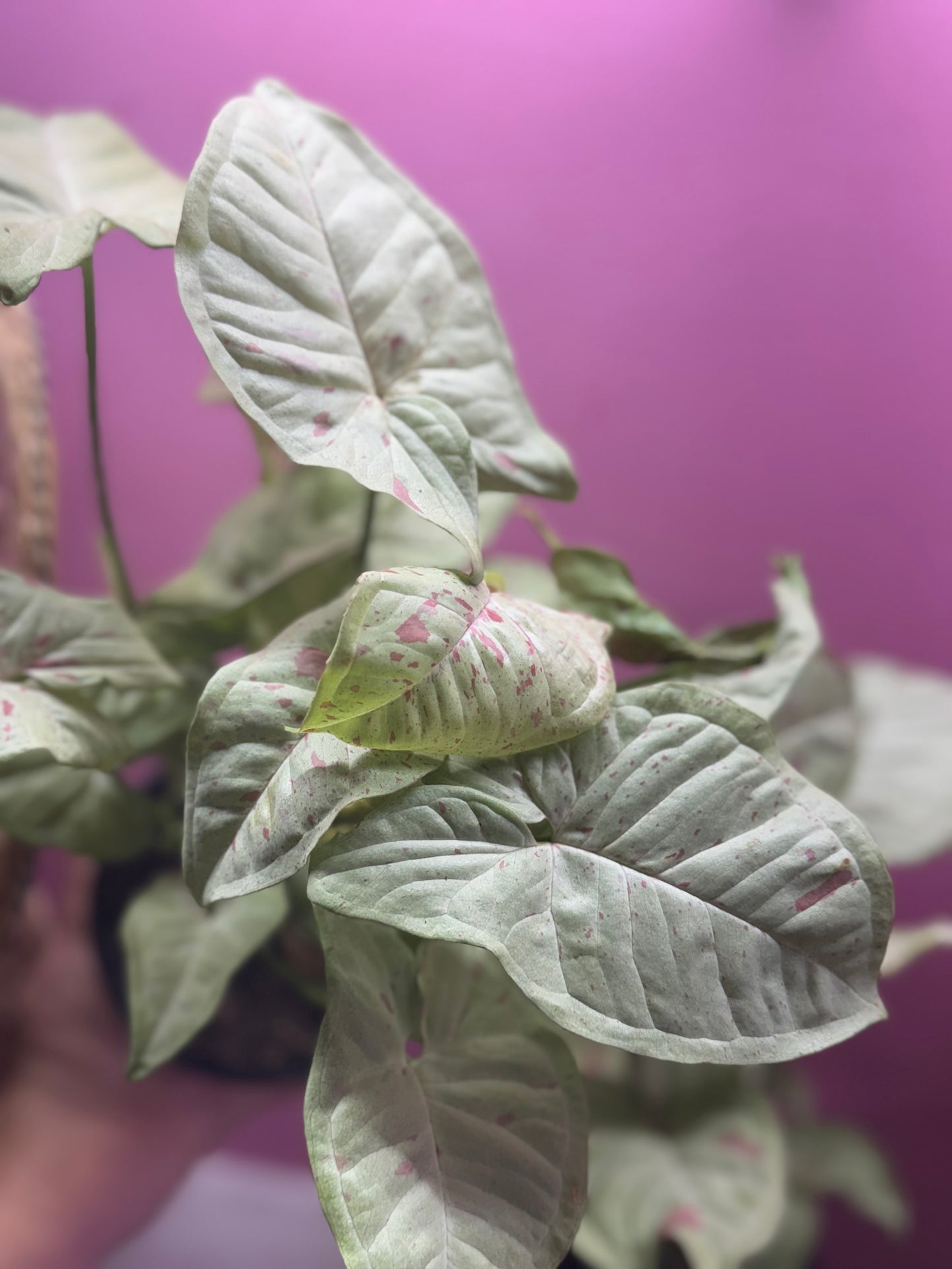 Milk confetti syngonium