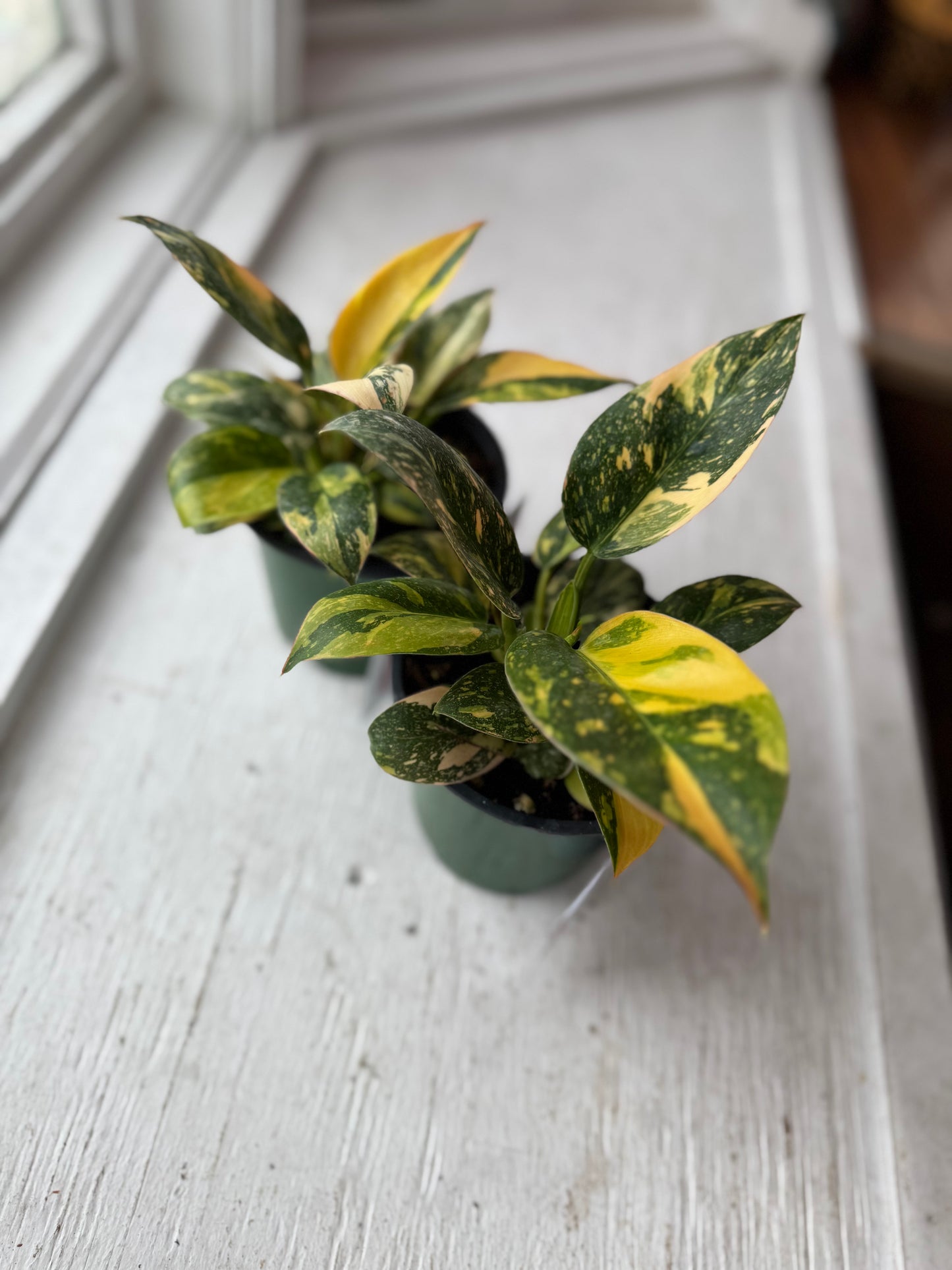 Copper flame philodendron (variegated green congo)
