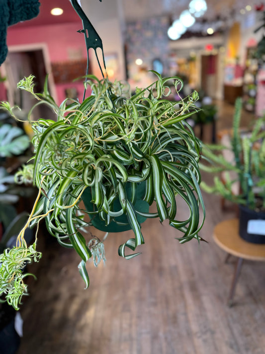 Curly variegated spider plant
