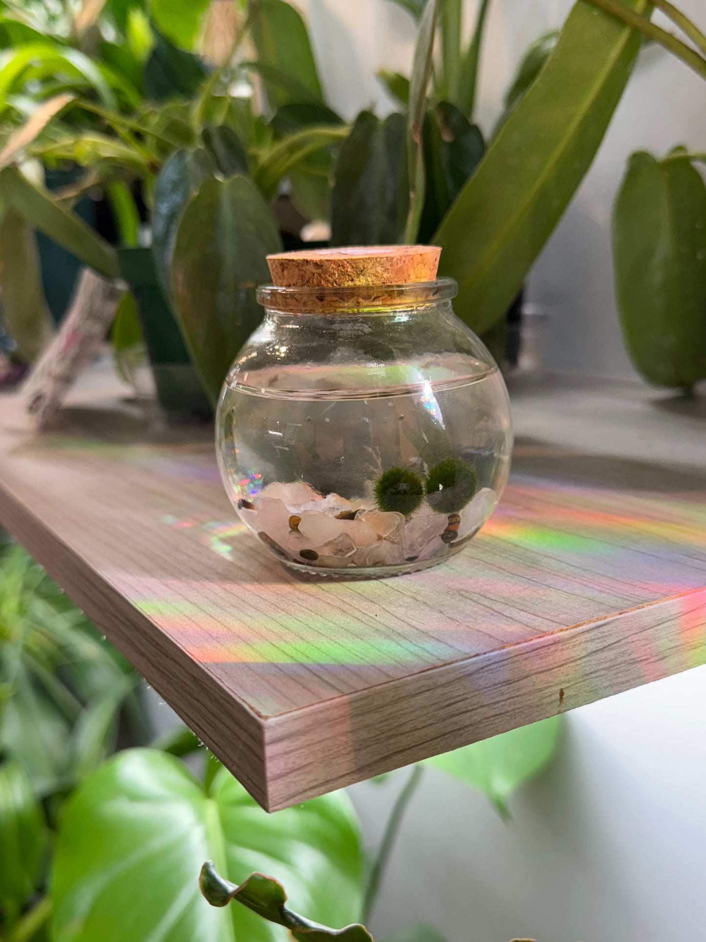 Moss ball ‘Rico’ (multiple options)