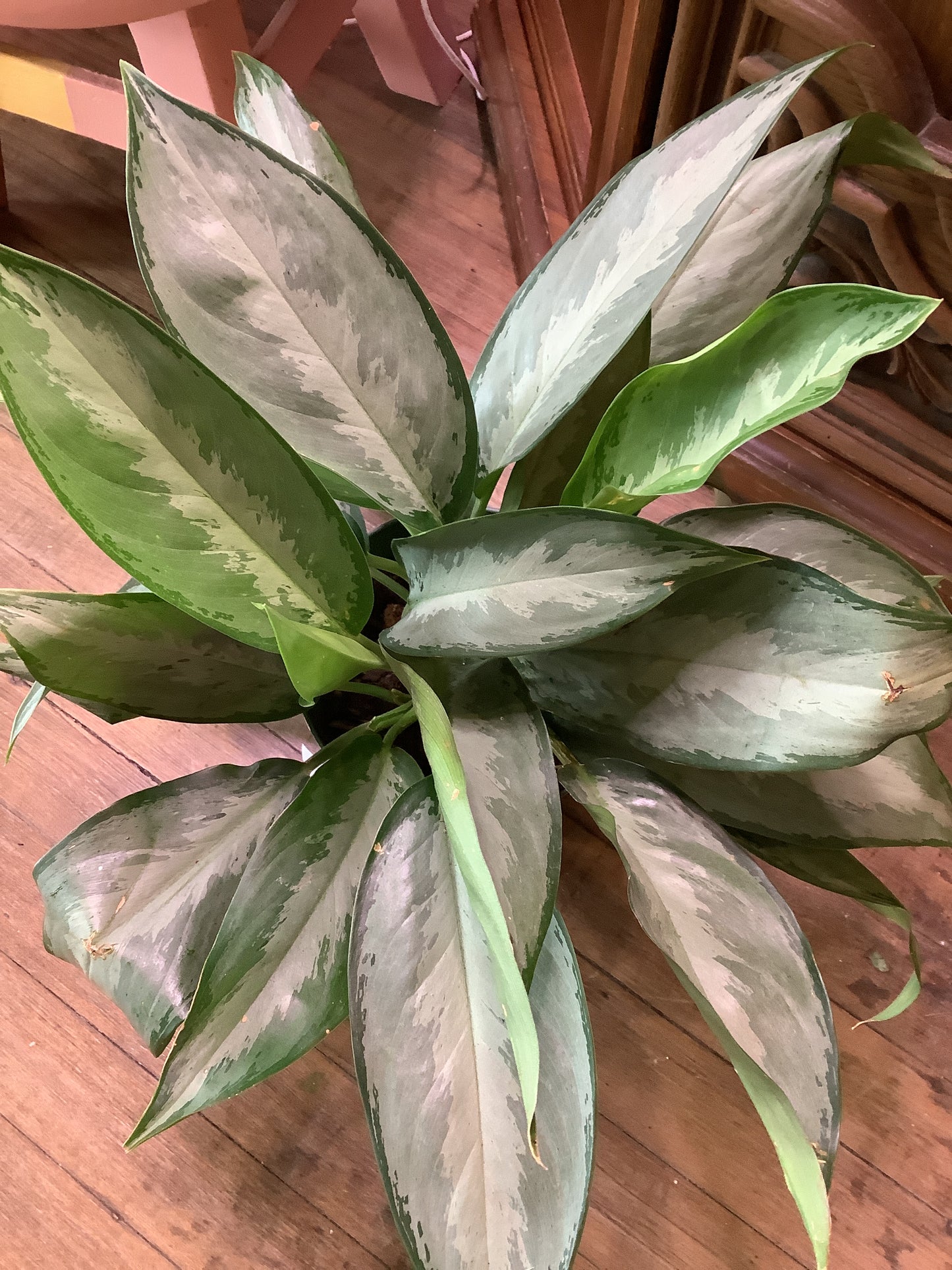 Aglaonema Silverado