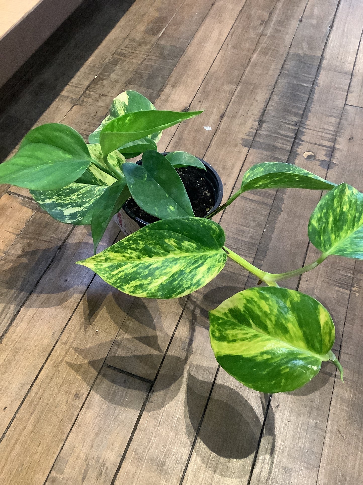 Churchill pothos