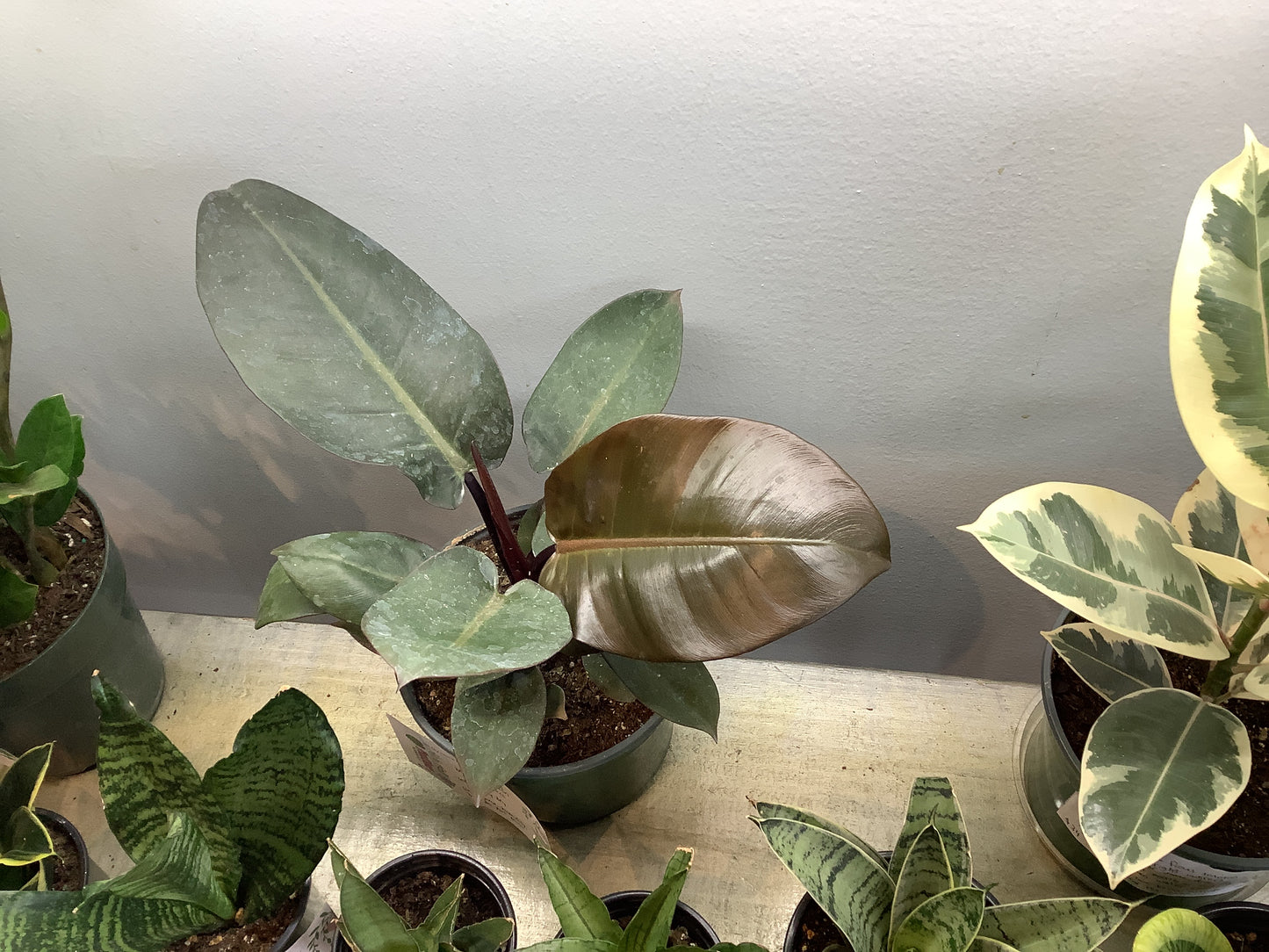Black Cardinal philodendron