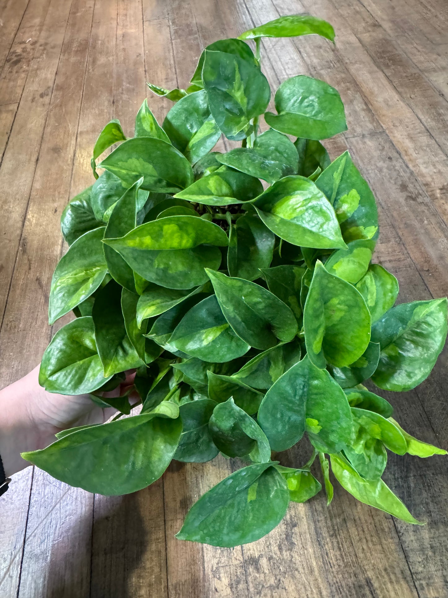 Global green pothos
