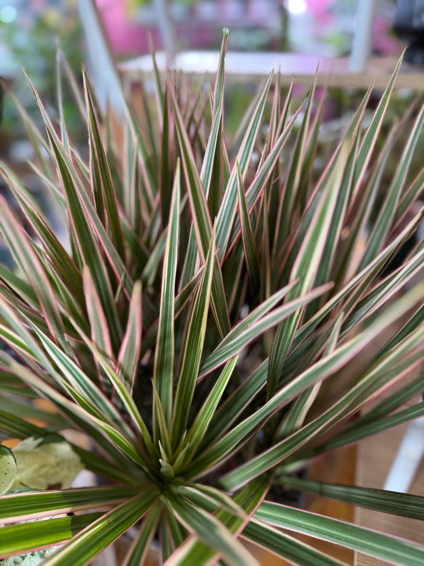 Dracaena marginata