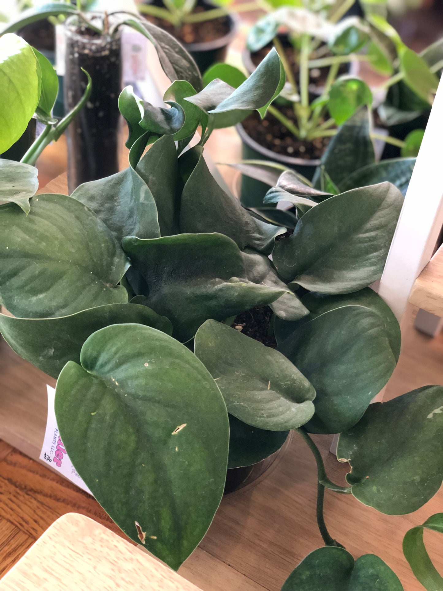 Scindapsus “jade satin”