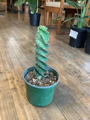 Cereus forbesii AKA spiral cactus