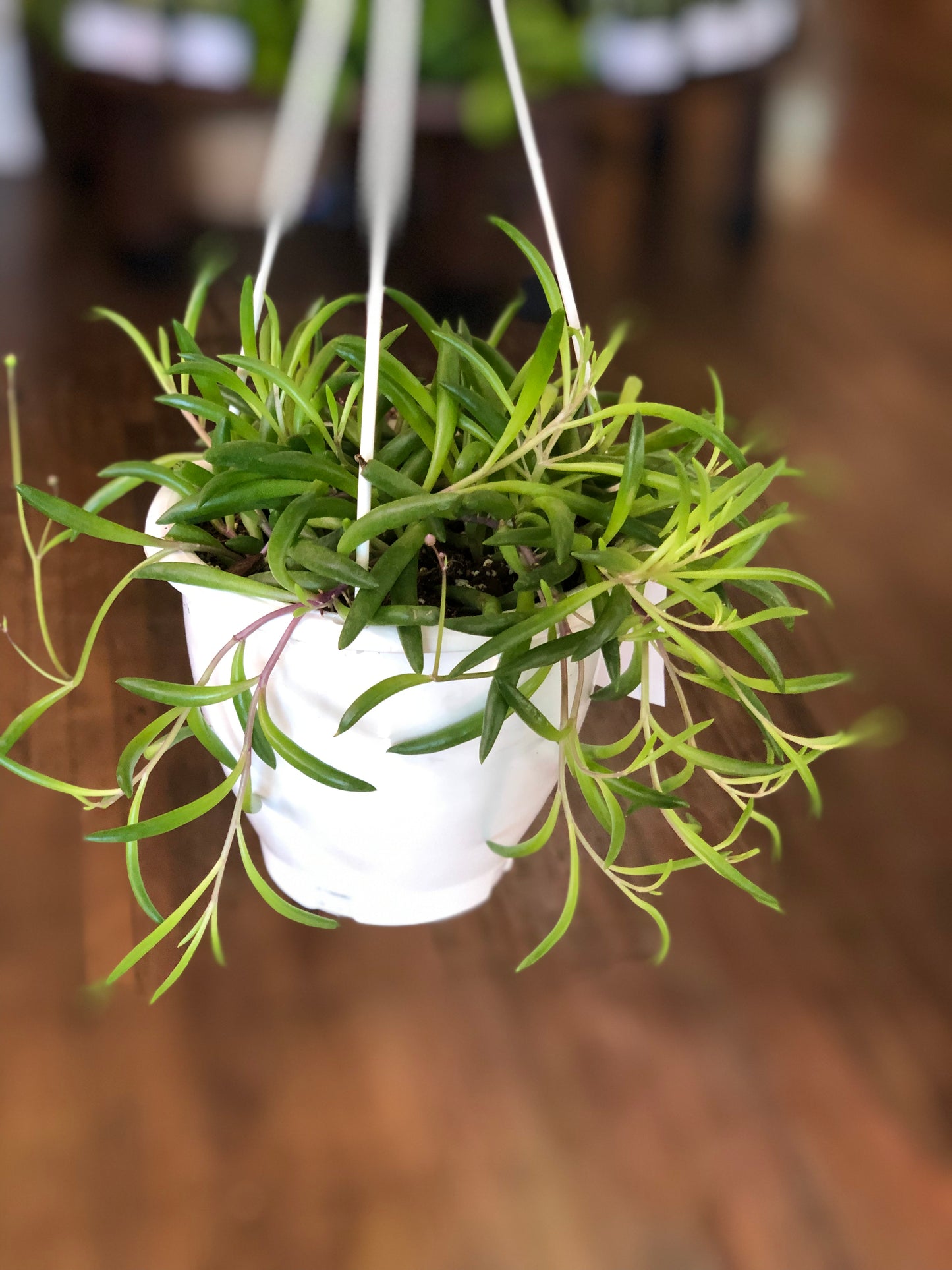 Ruby necklace succulent