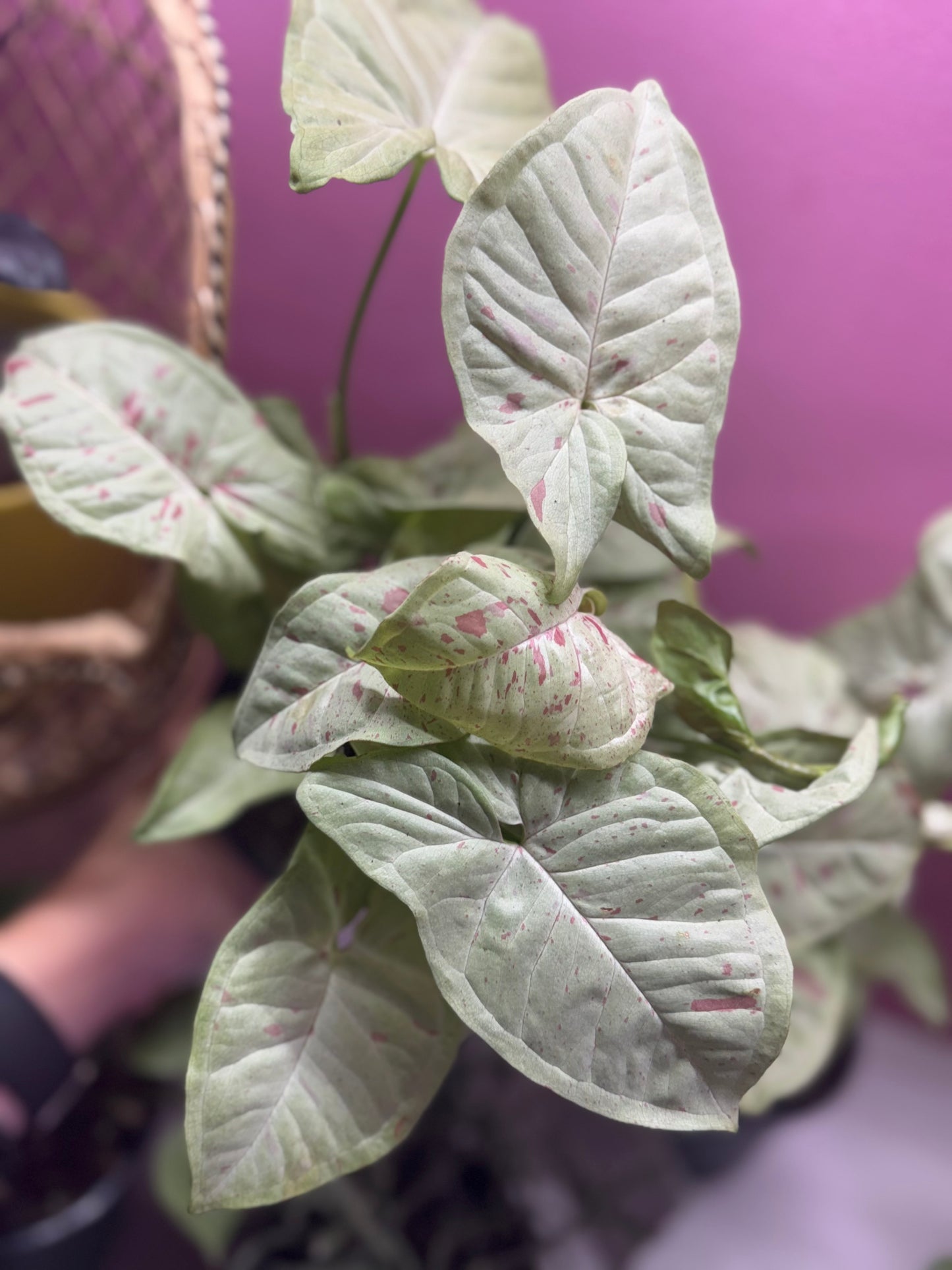 Milk confetti syngonium