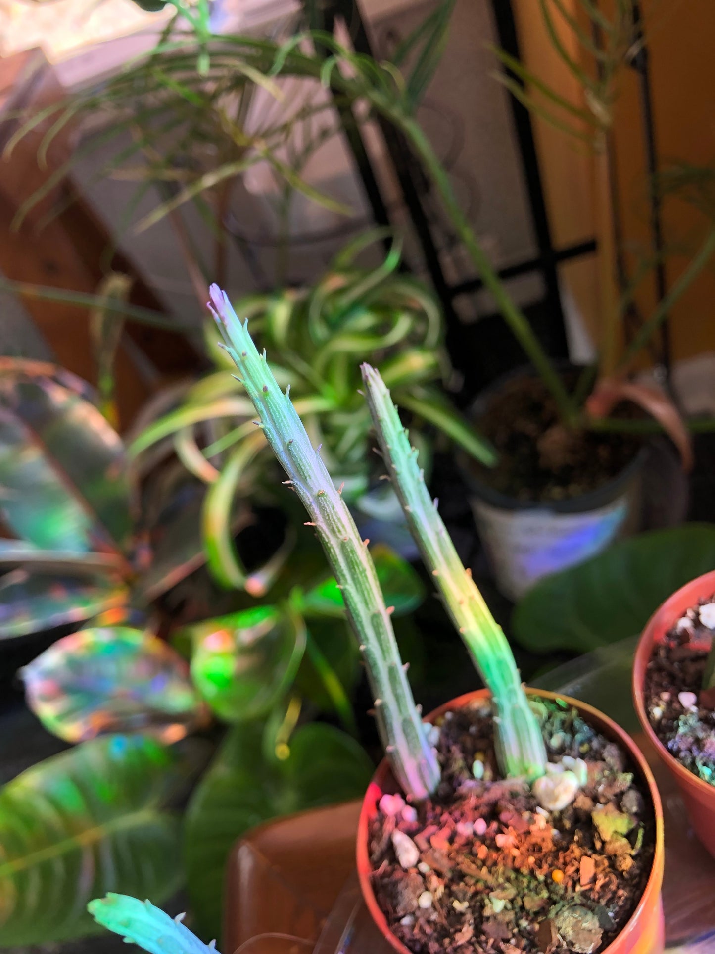 Pickle plant succulent