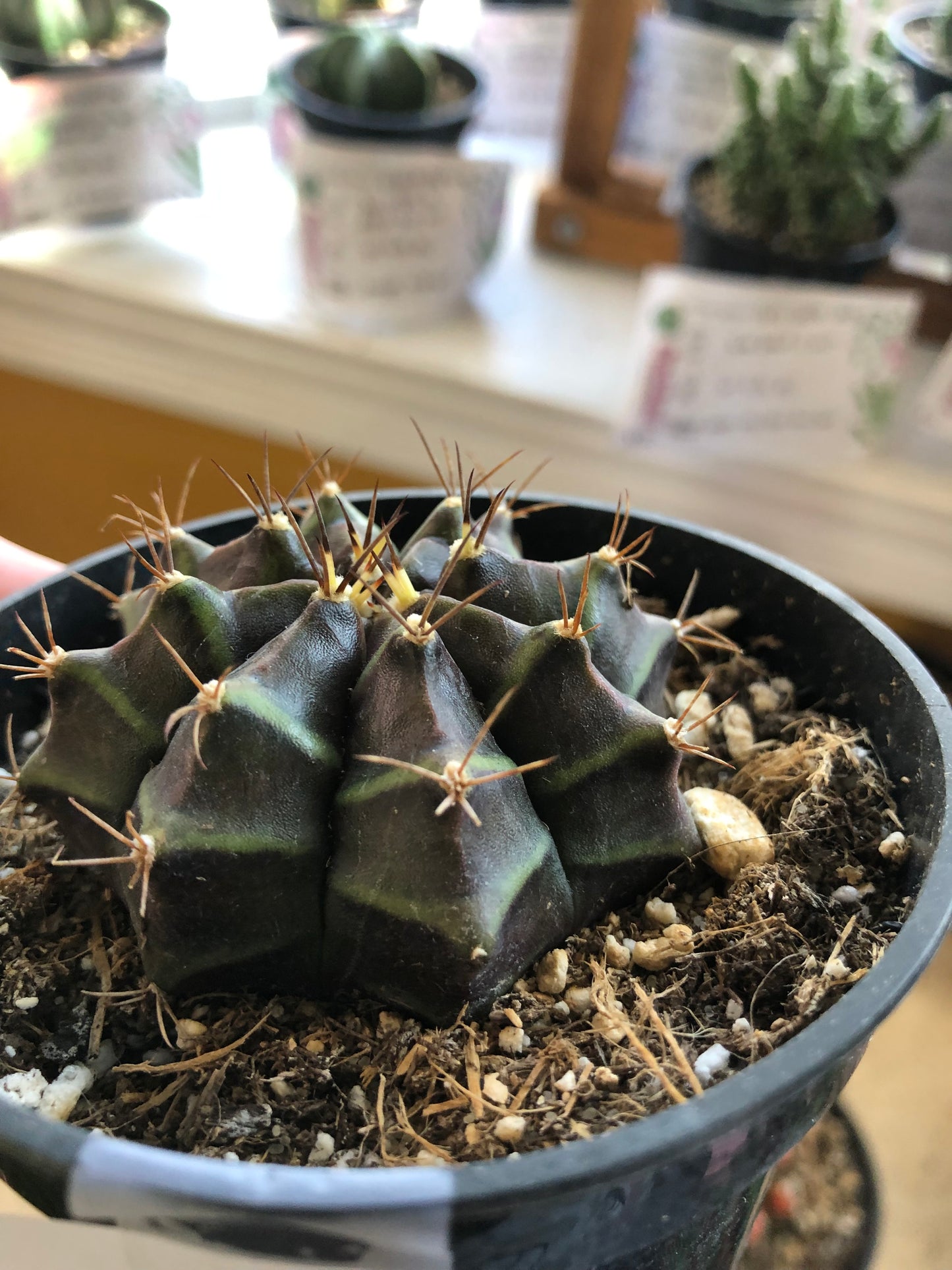 Purple moon cactus
