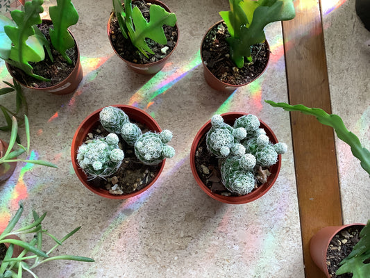 Thimble cactus
