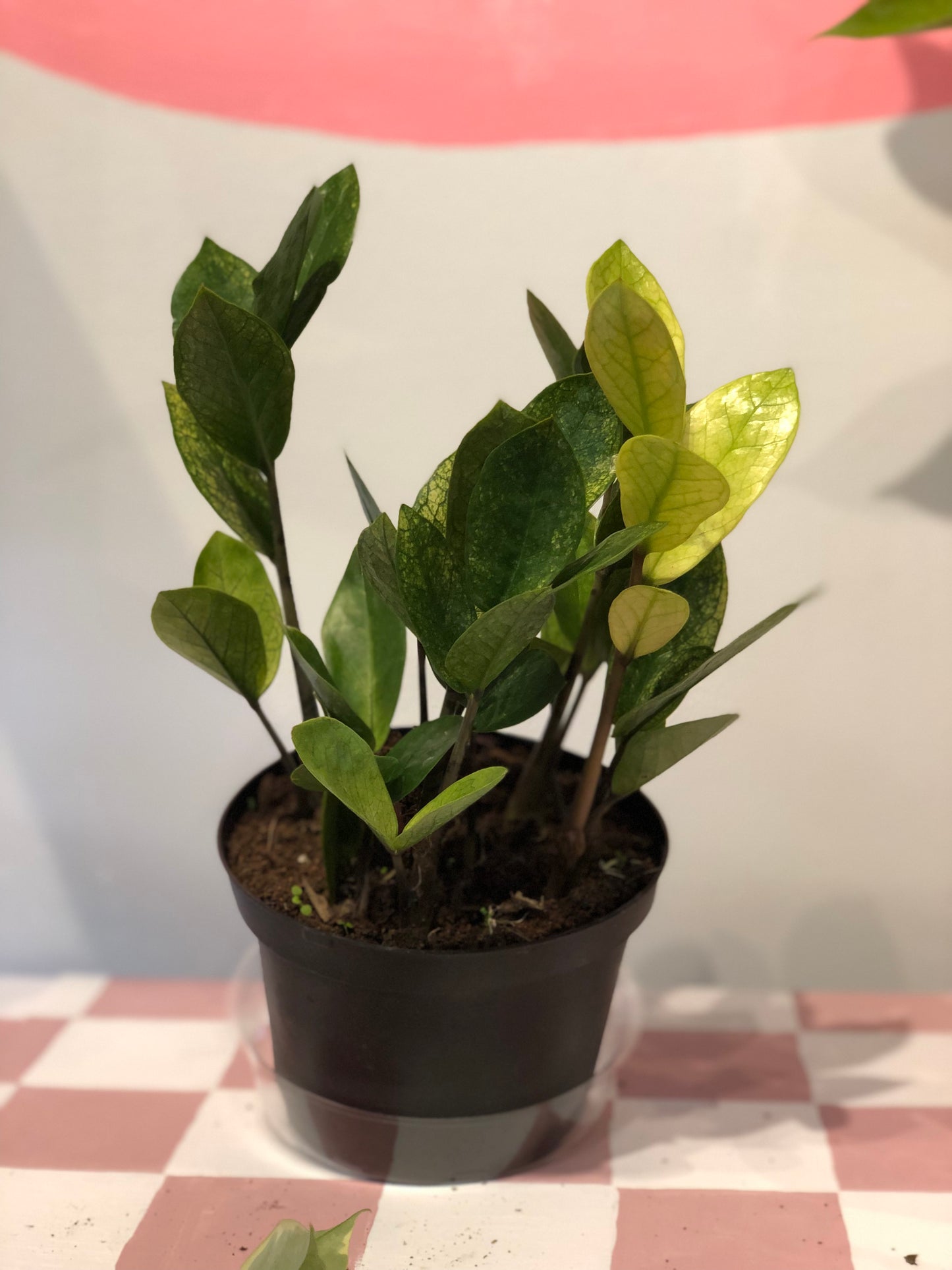 Chameleon ZZ plant