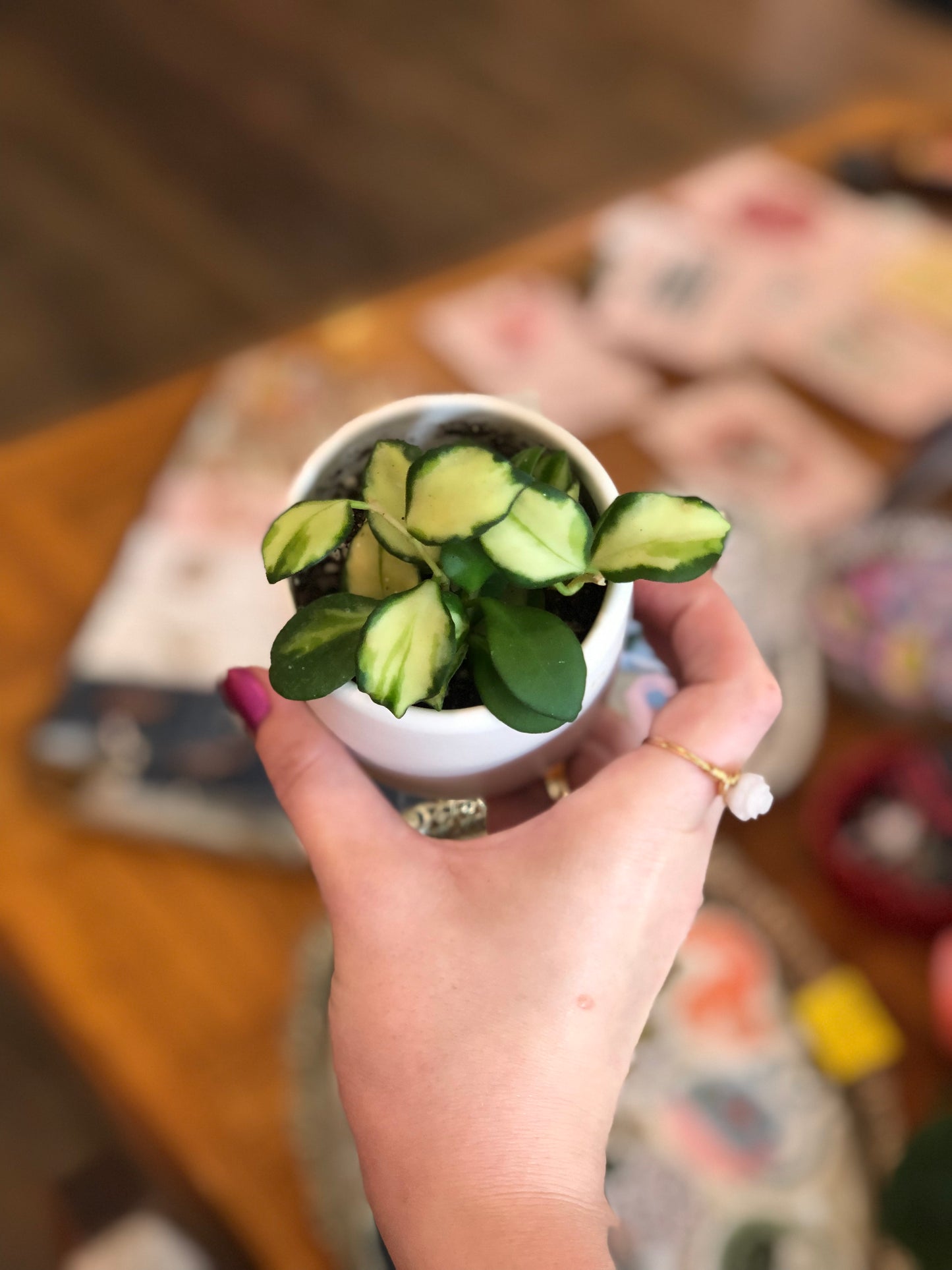 Potted Hoya heuschkeliana