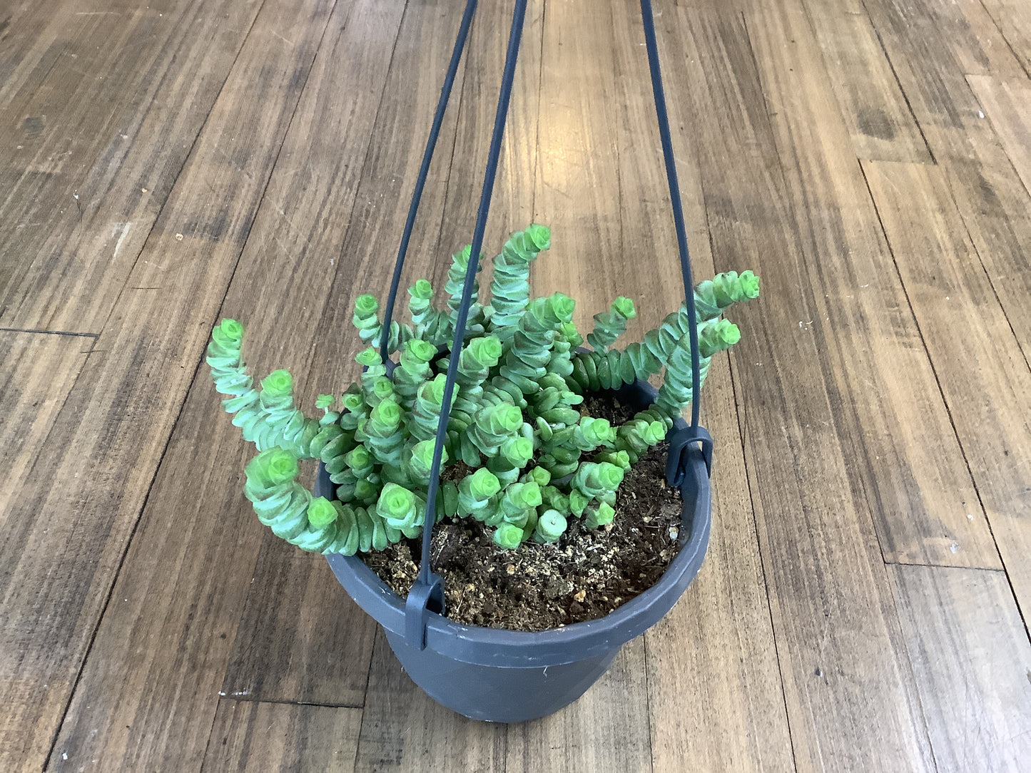 Crassula string of buttons