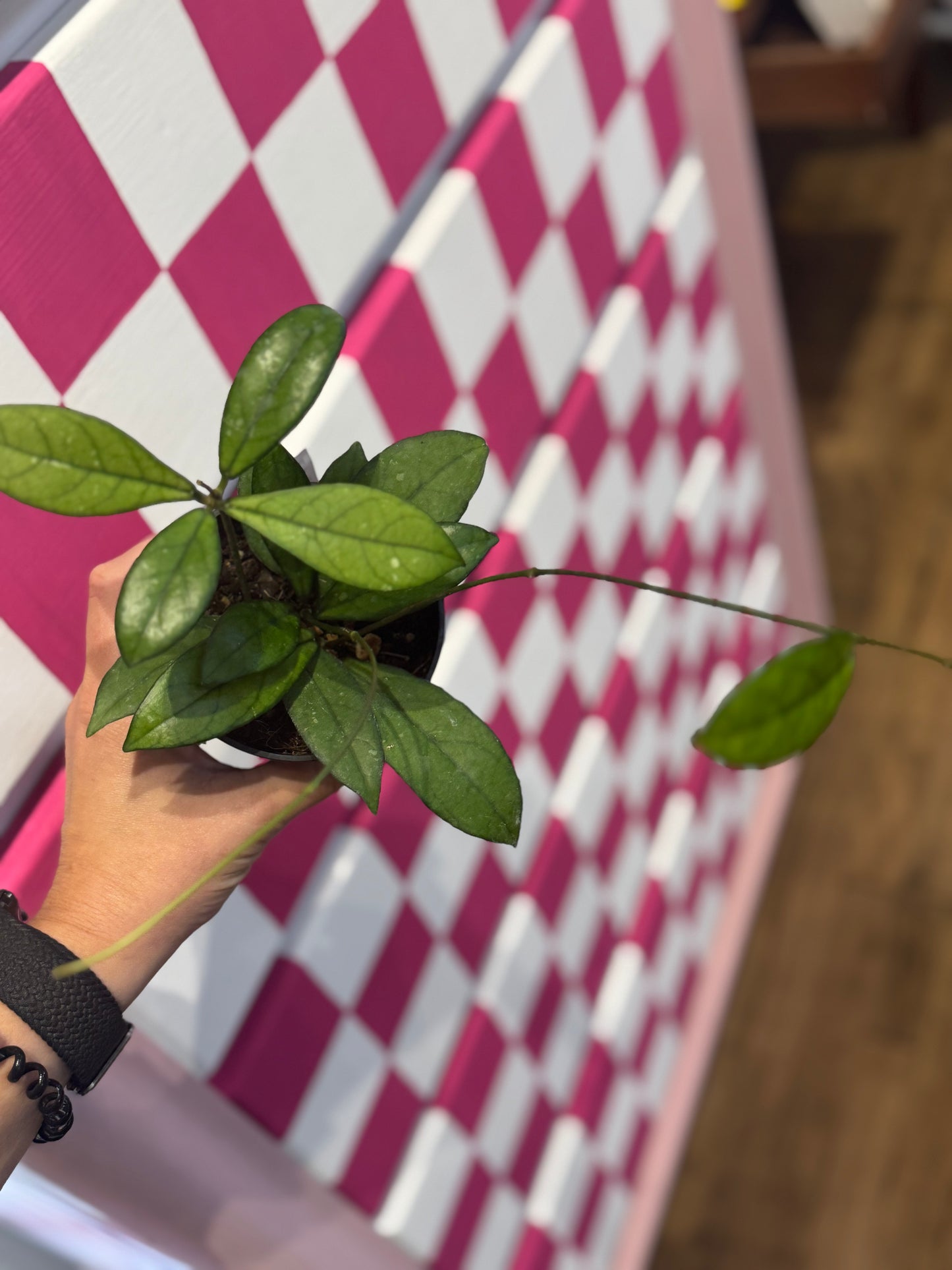 Hoya crassiopetiolata