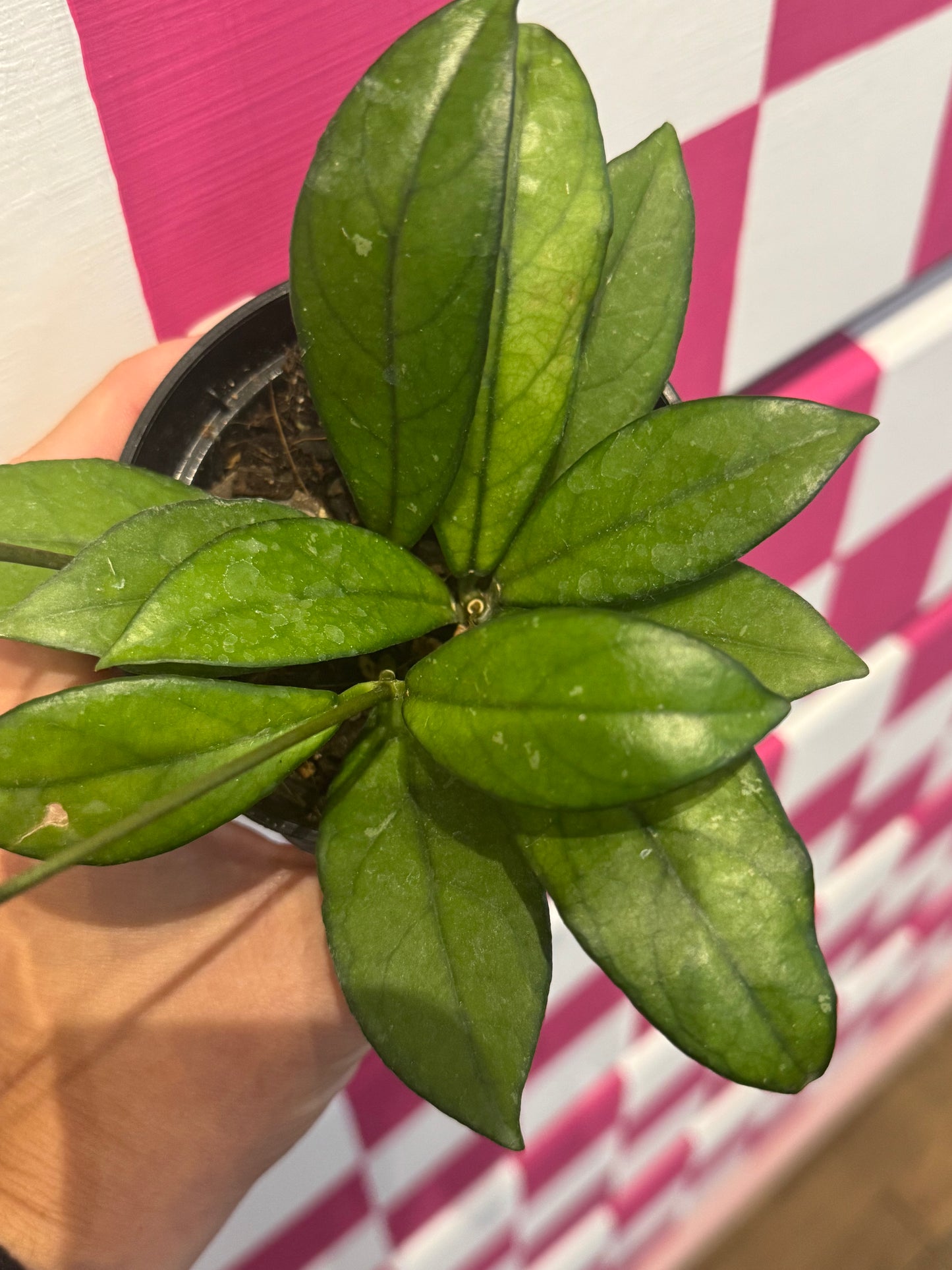 Hoya crassiopetiolata