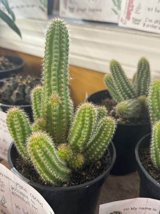 Assorted peanut cactus