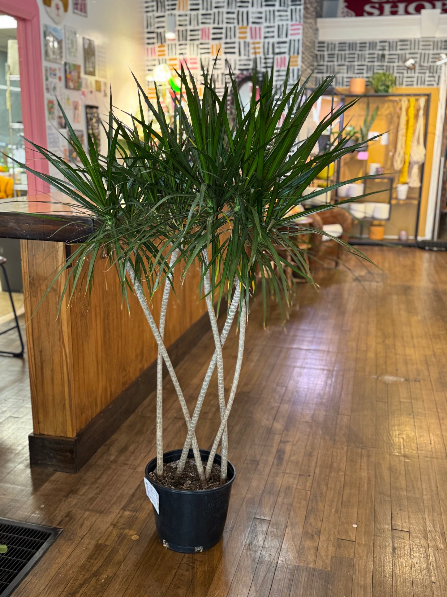 Braided Dracaena
