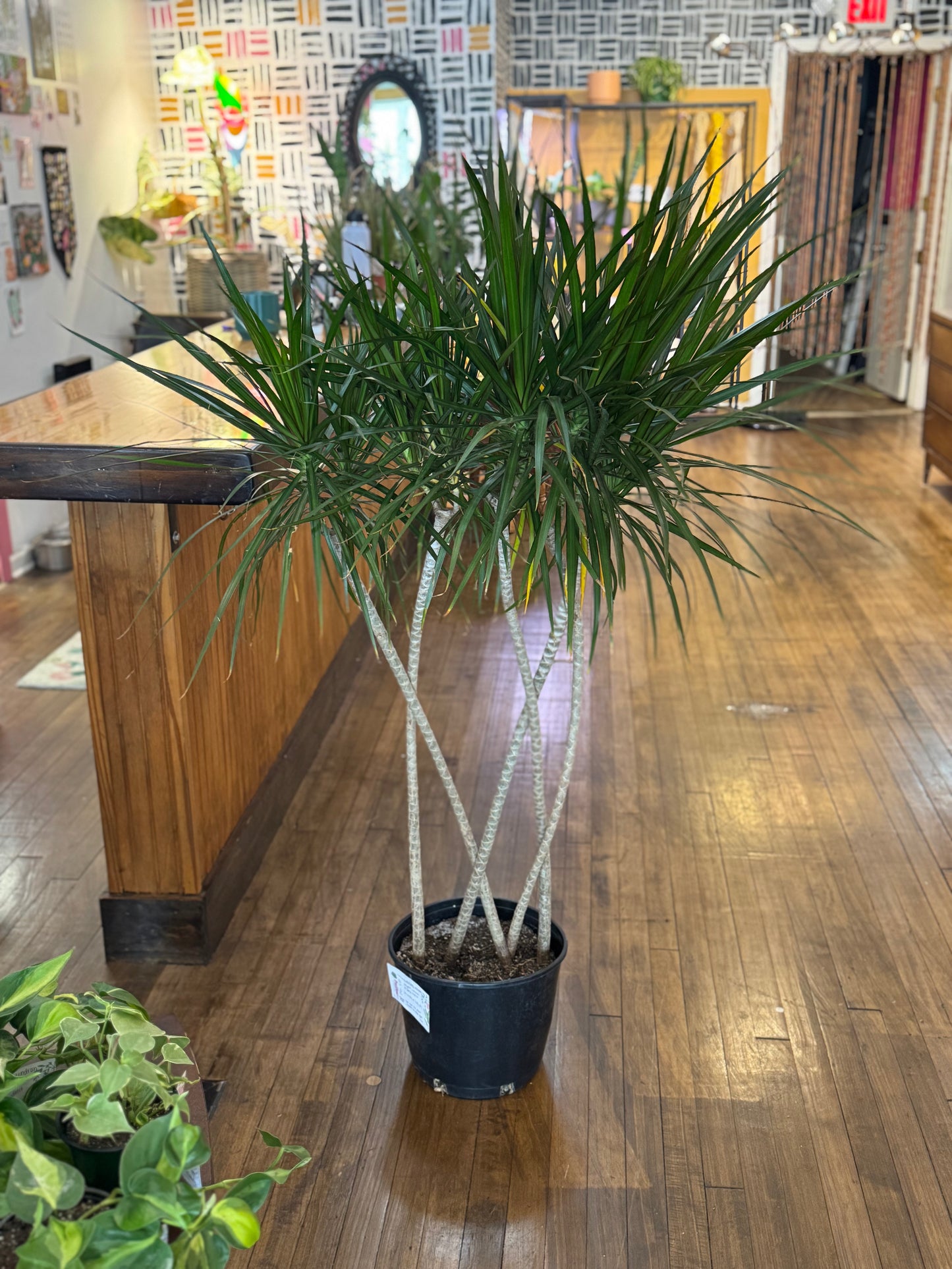 Braided Dracaena