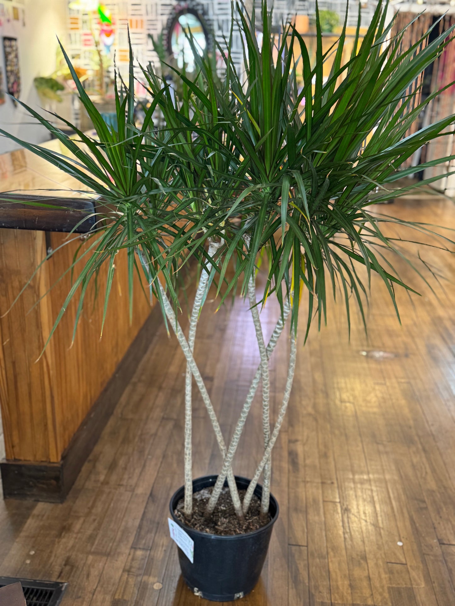 Braided Dracaena
