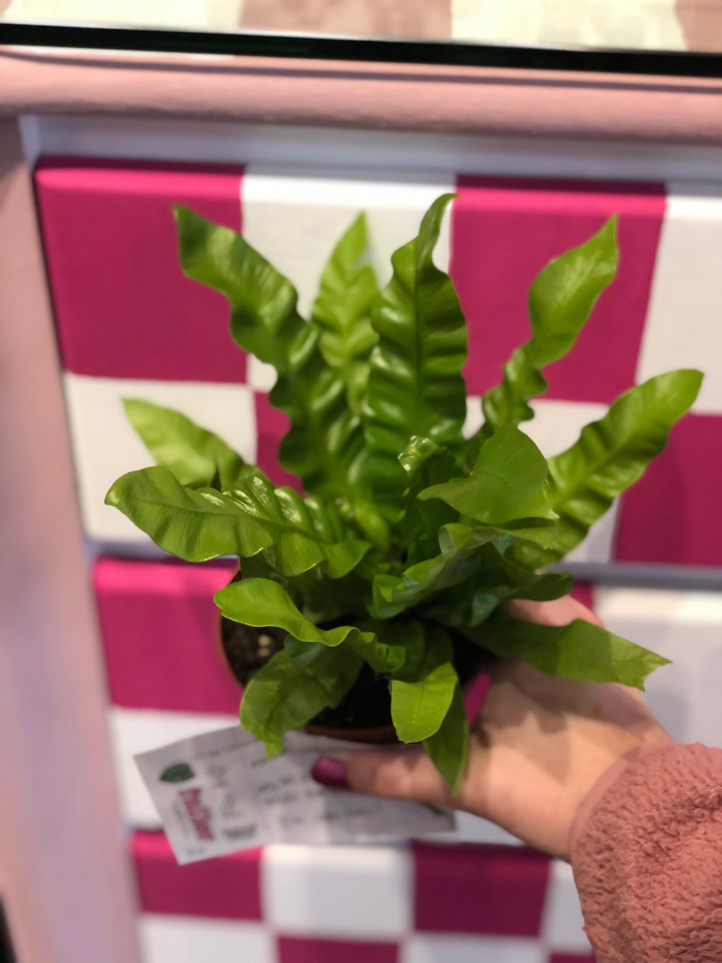 Crispy wave fern