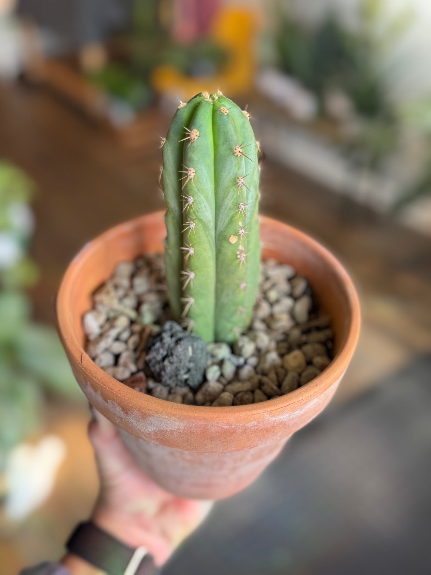 Cactus - Unknown Species