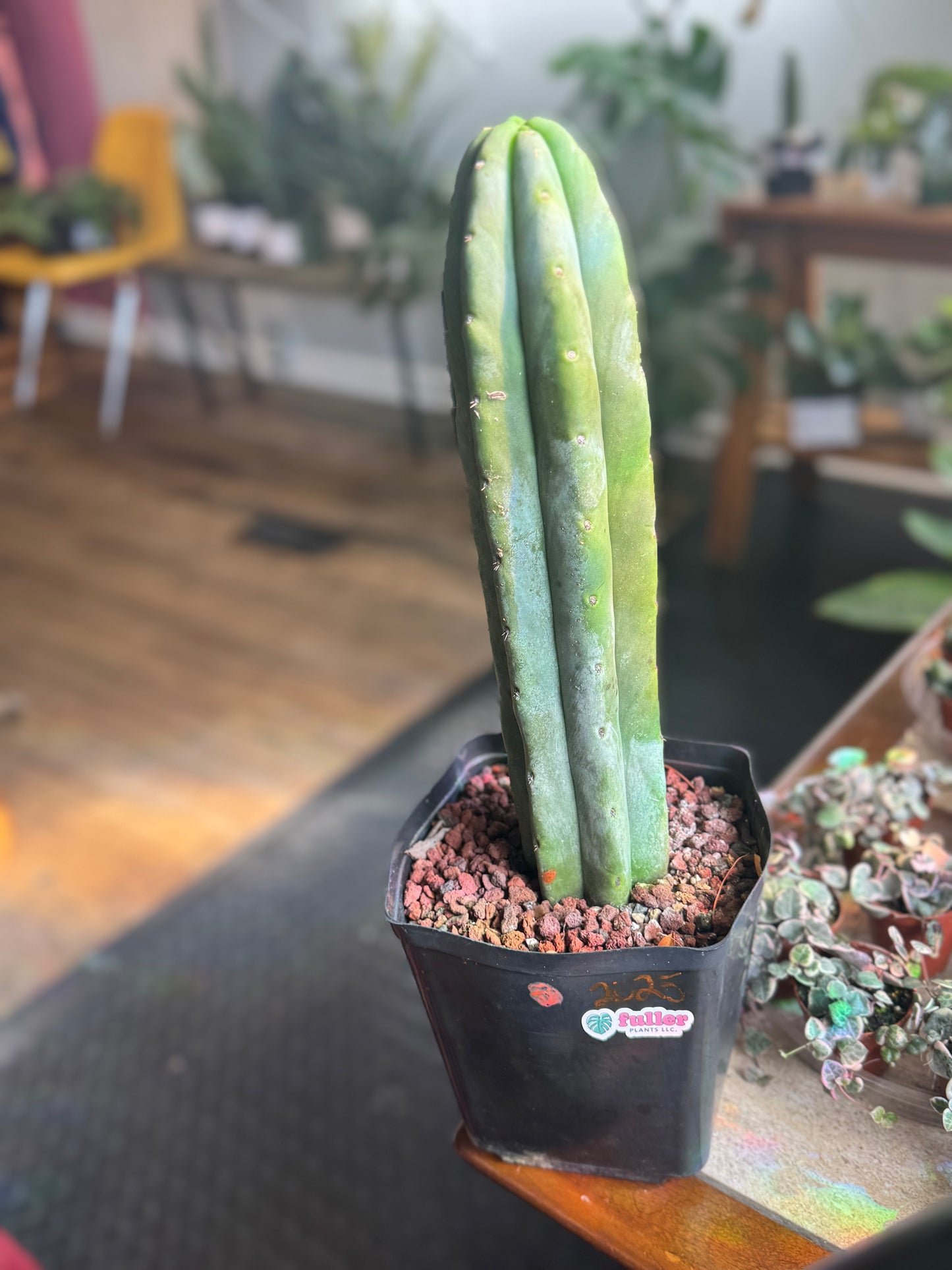 Cactus - Unknown Species