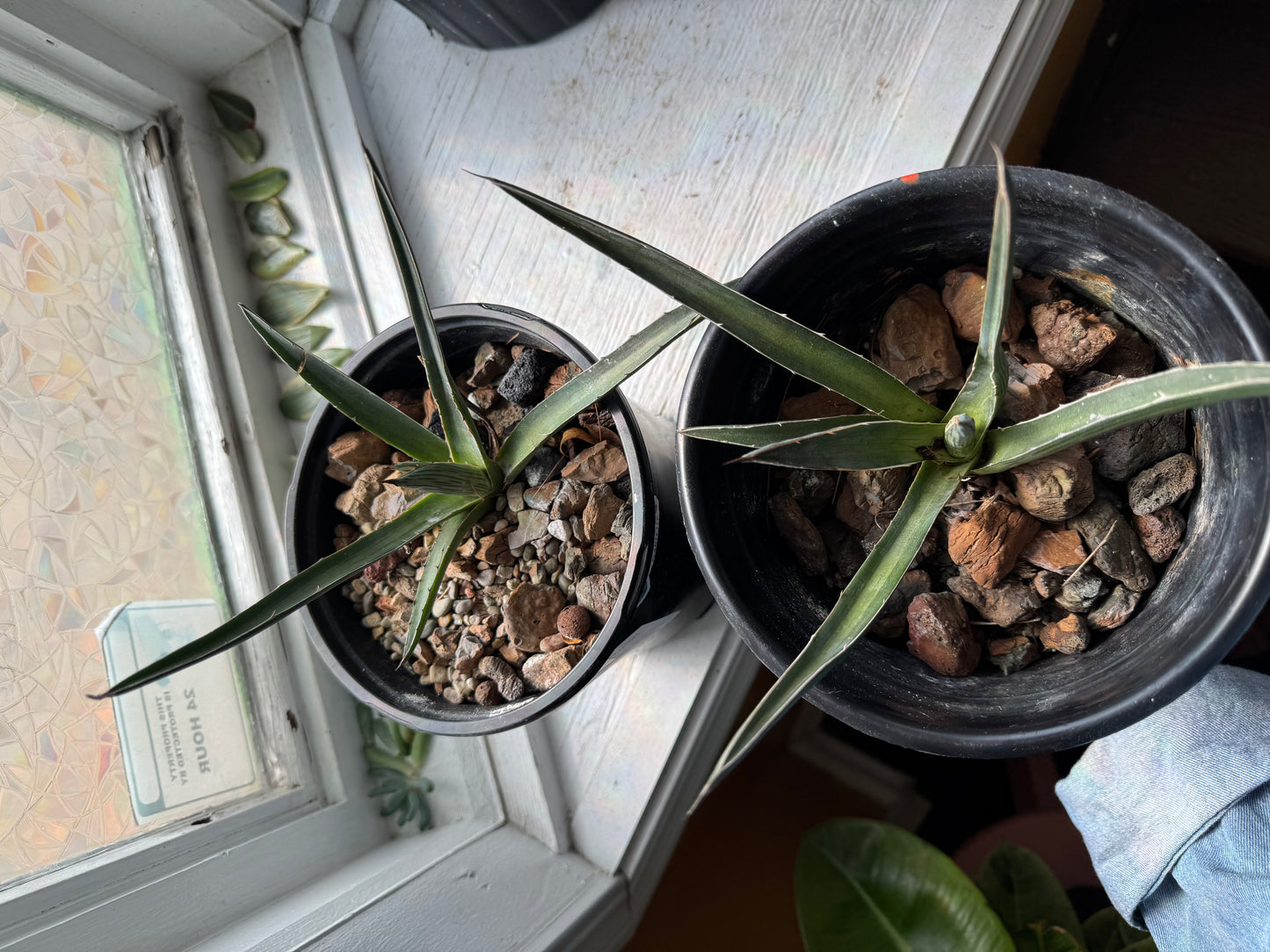 Agave - Unknown Species