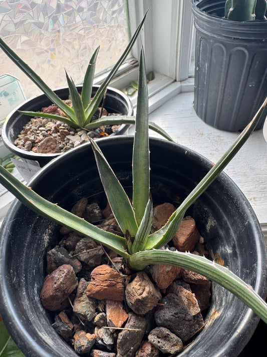 Agave - Unknown Species