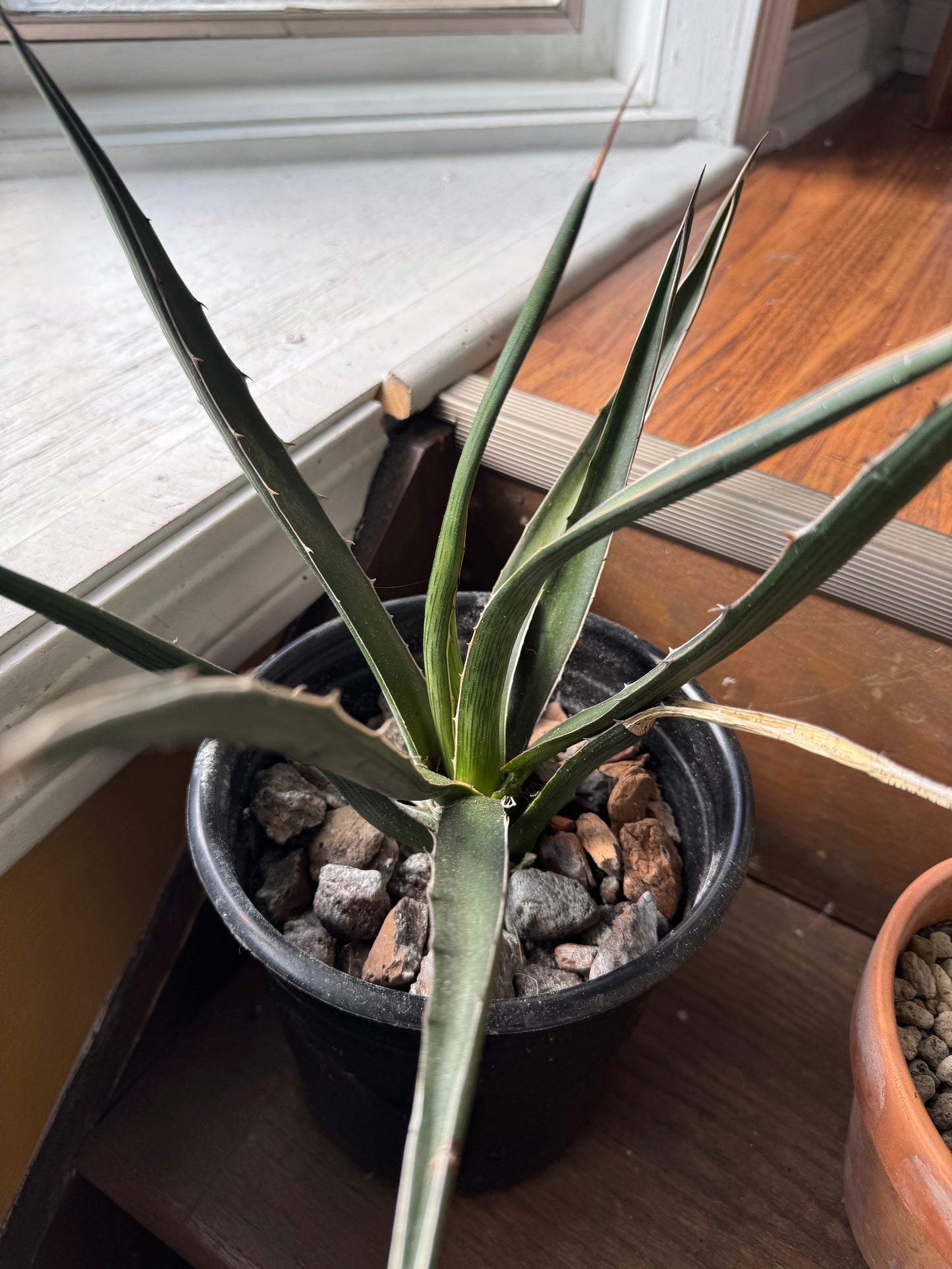 Agave - Unknown Species