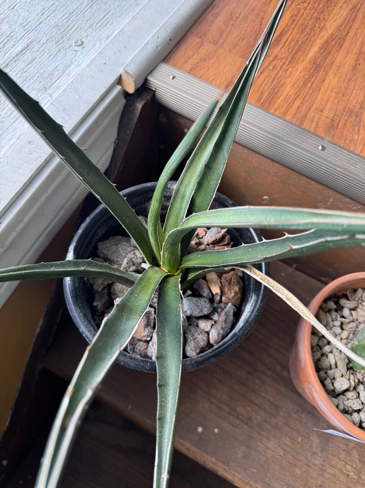 Agave - Unknown Species