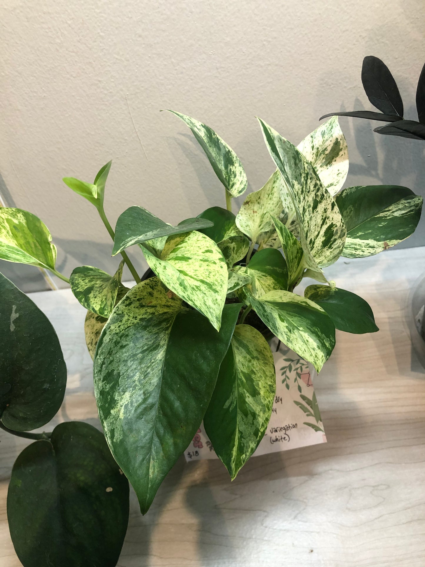 Marble Pothos