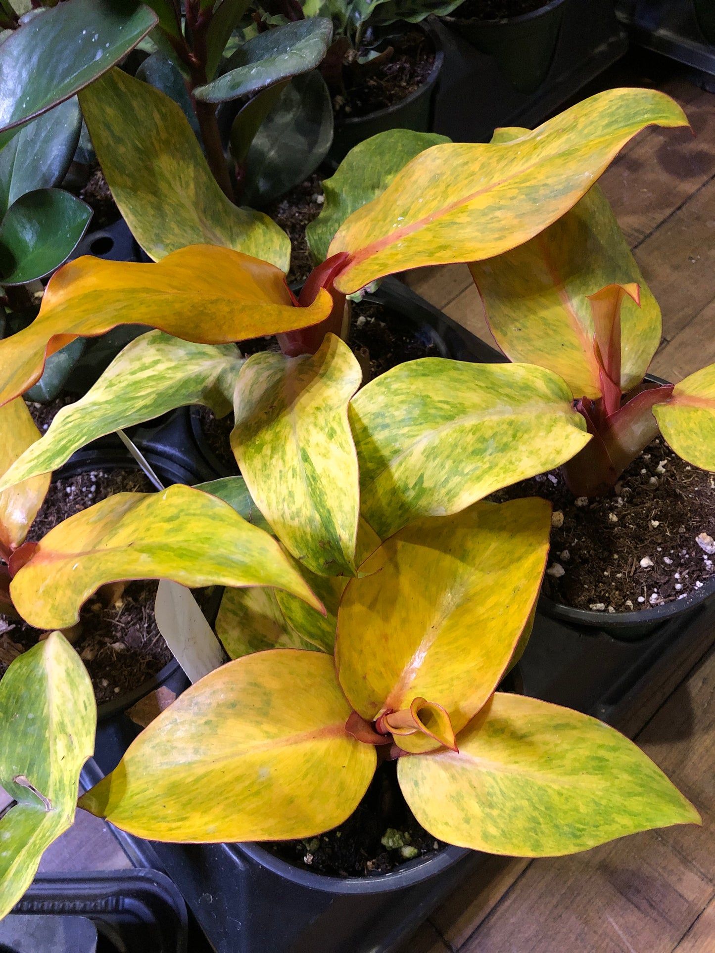 Orange marmalade philodendron