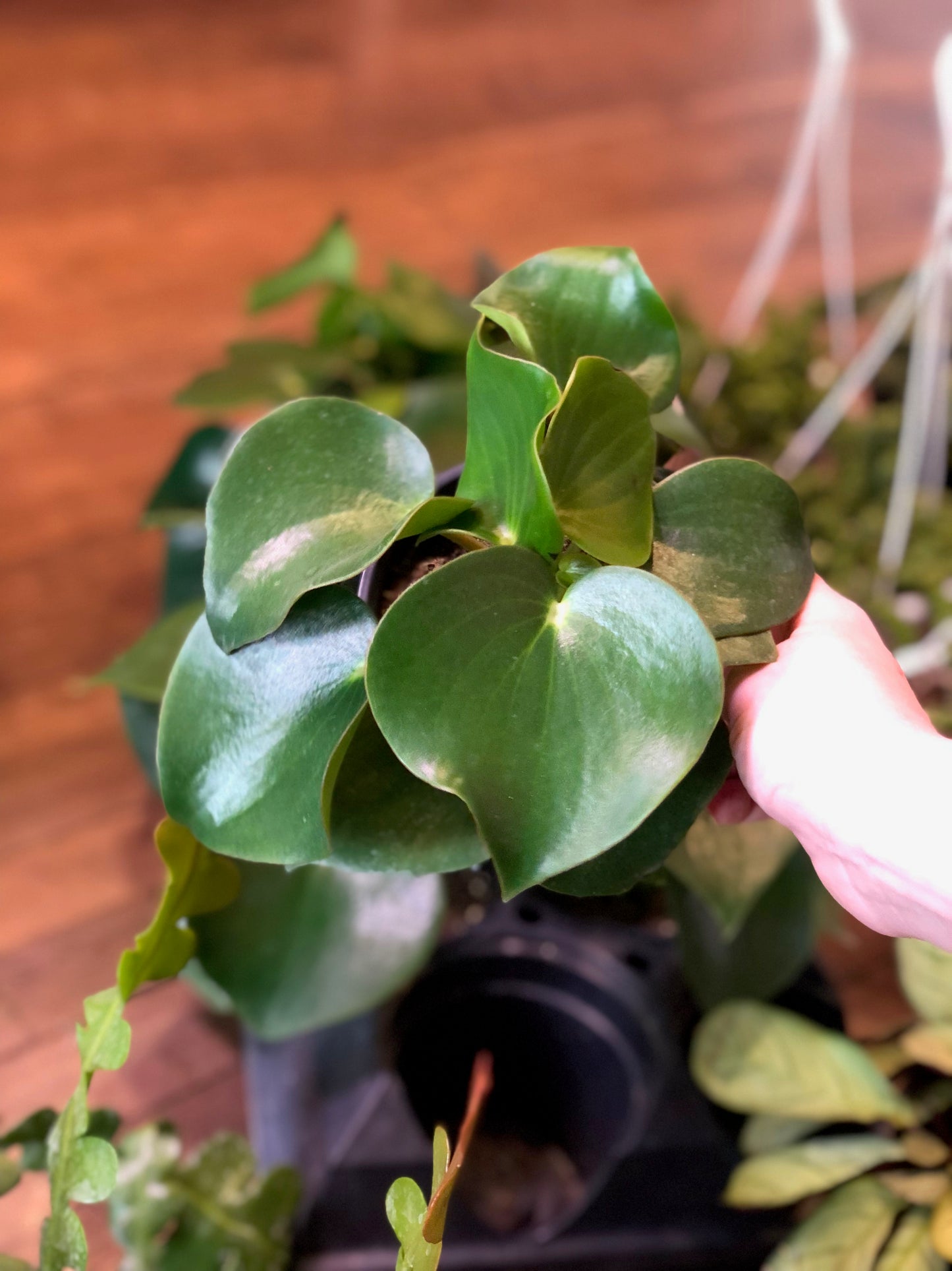 Peperomia polybotrya