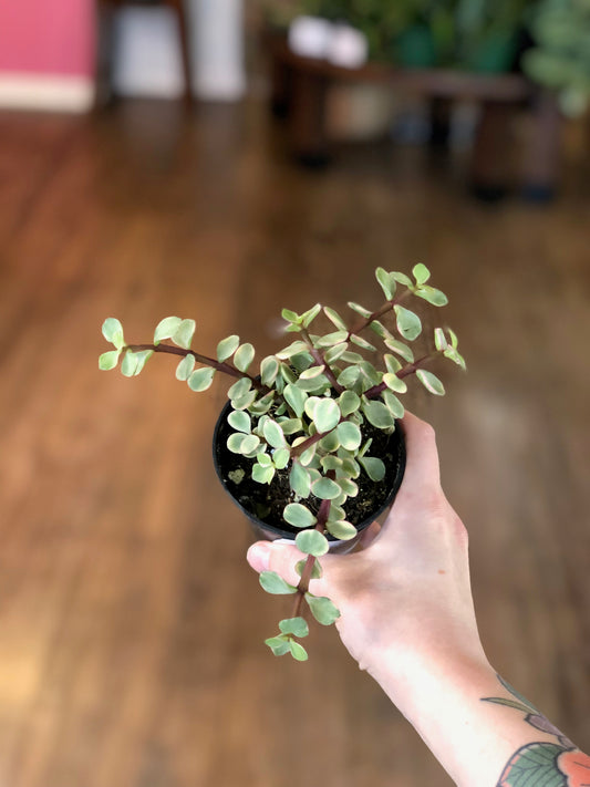 Variegated elephant jade