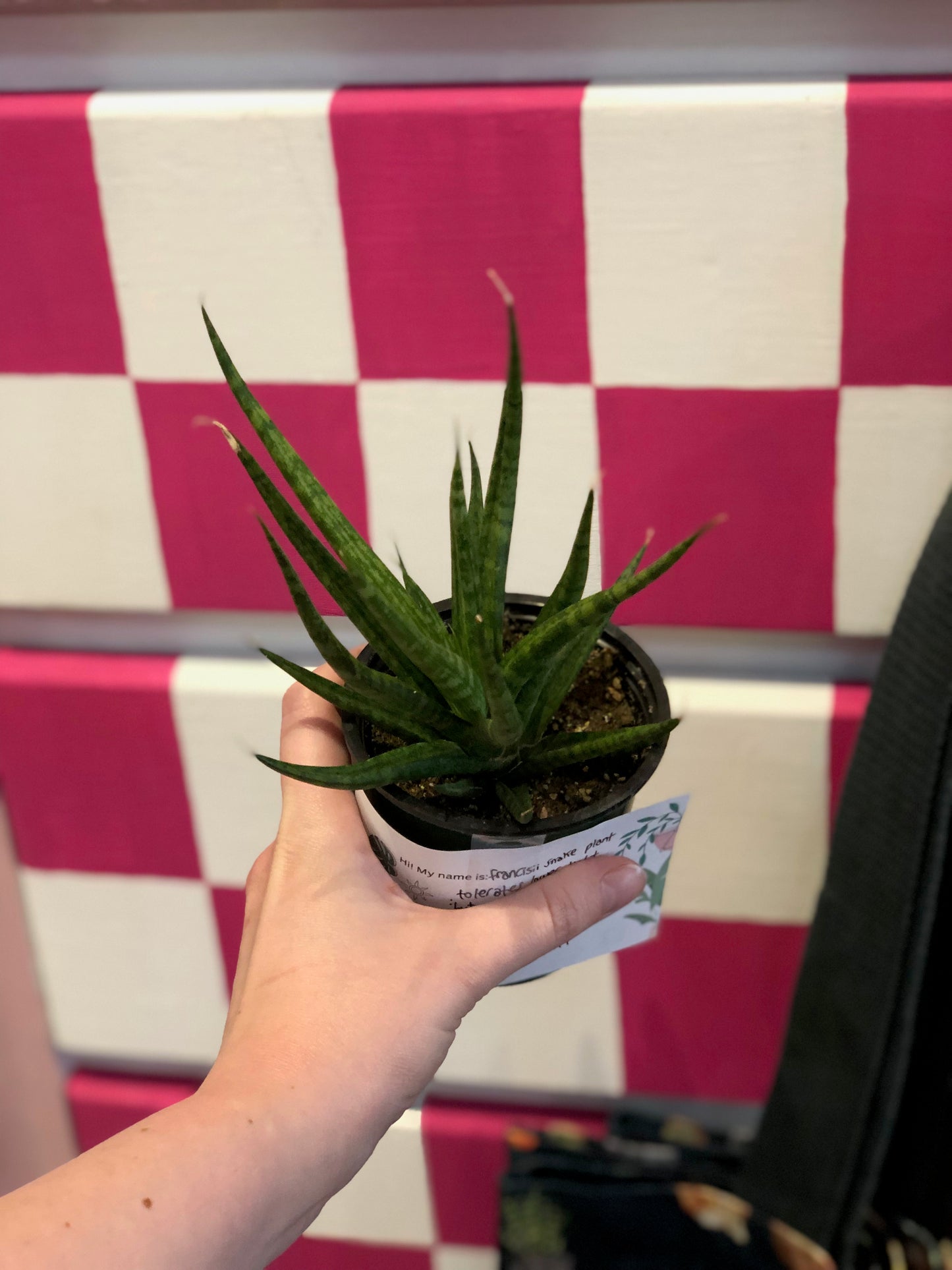 Francisii snake plant